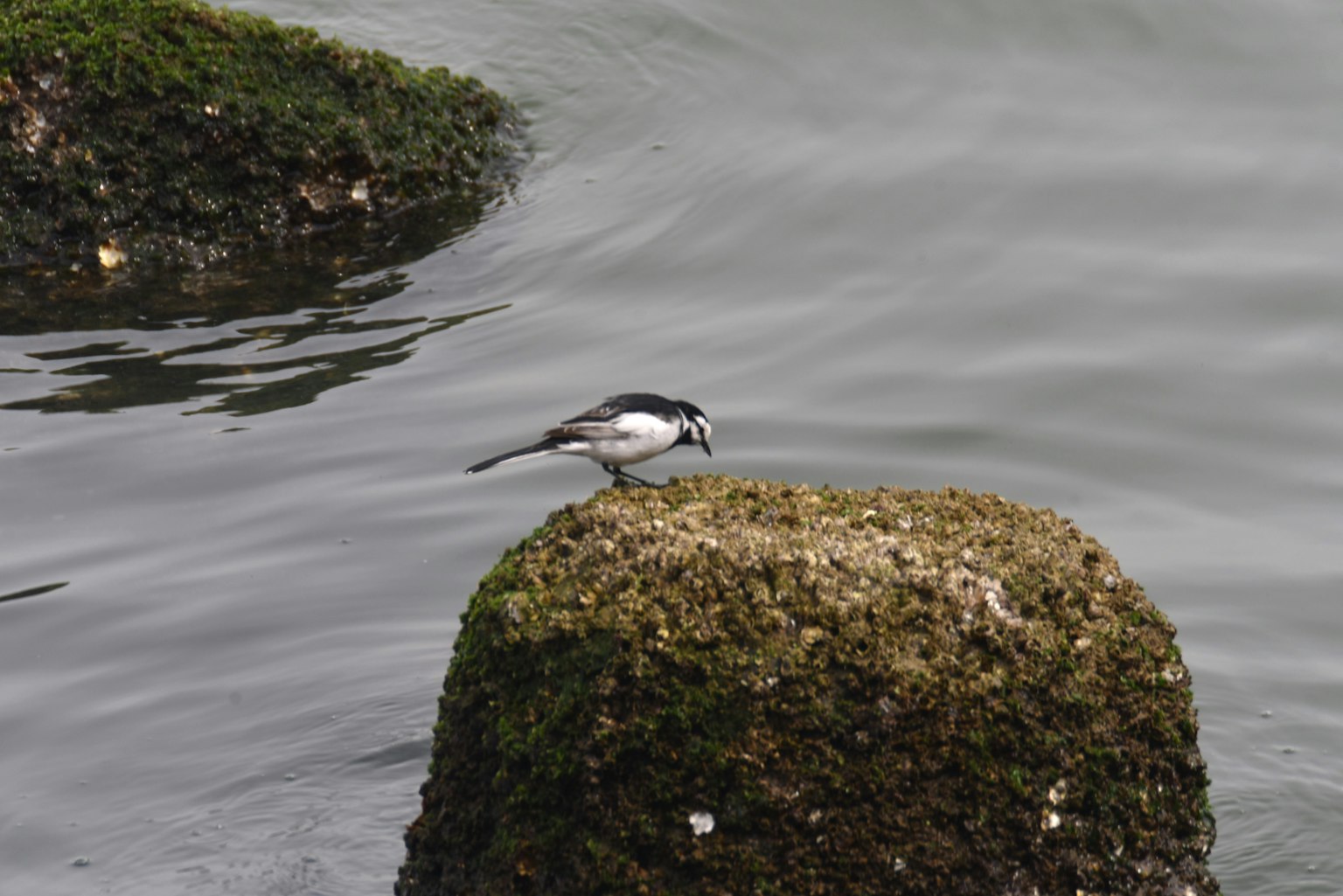 Un pájaro blanco y negro posado sobre una piedra junto al agua