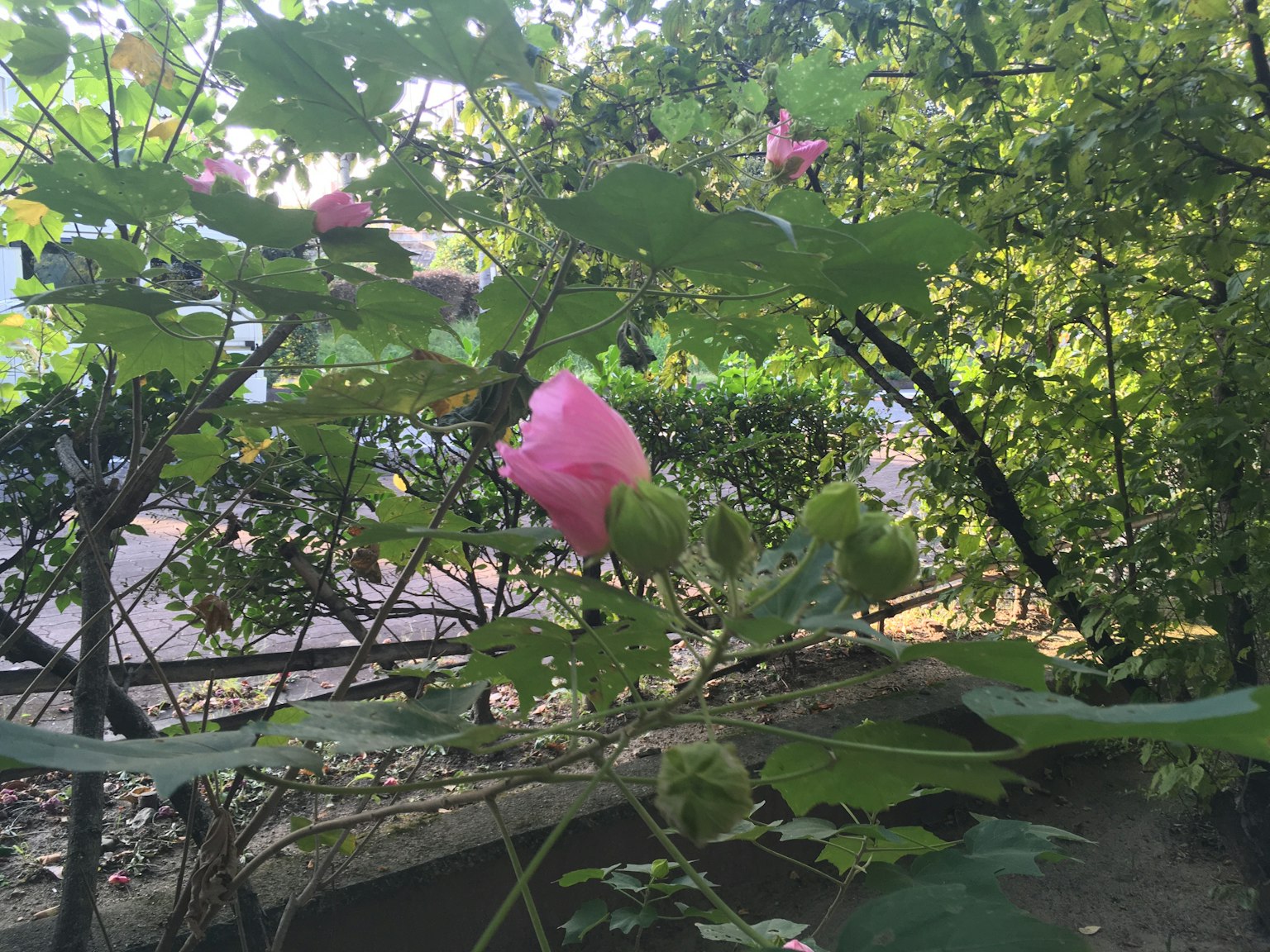 Pink flower buds surrounded by lush green foliage