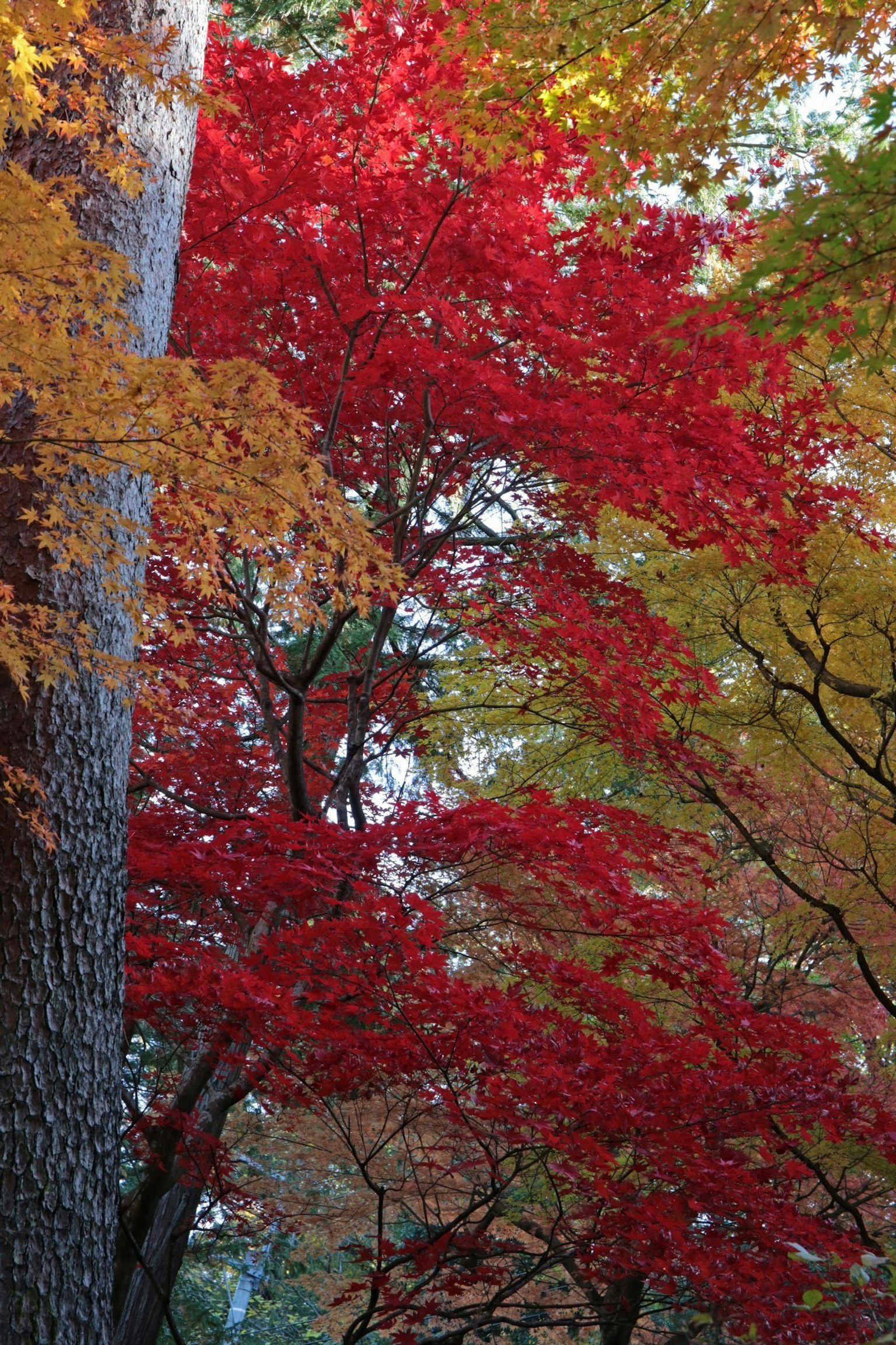 Lebendige rote und gelbe Blätter an Bäumen in einer herbstlichen Landschaft