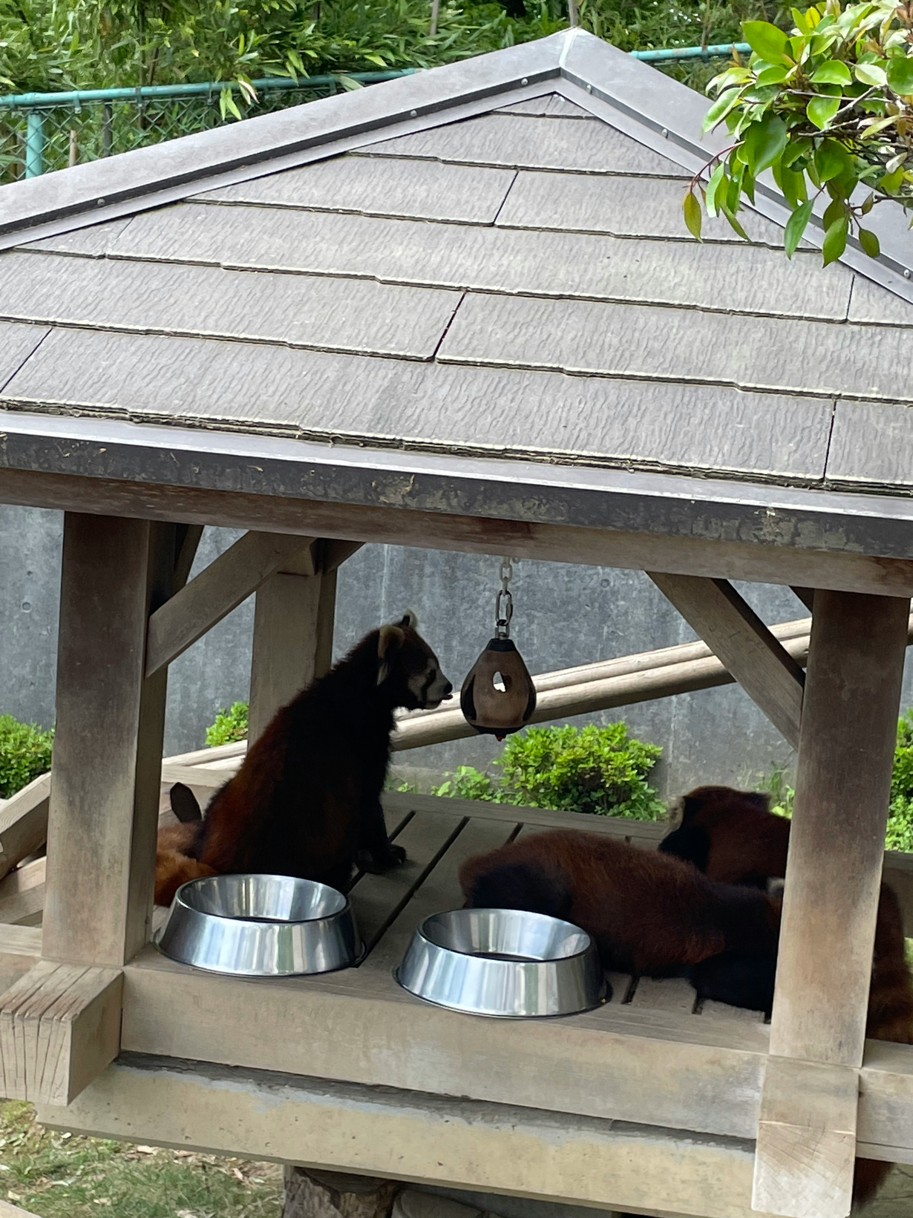 木製の犬小屋で水飲み皿の前にいる犬たち