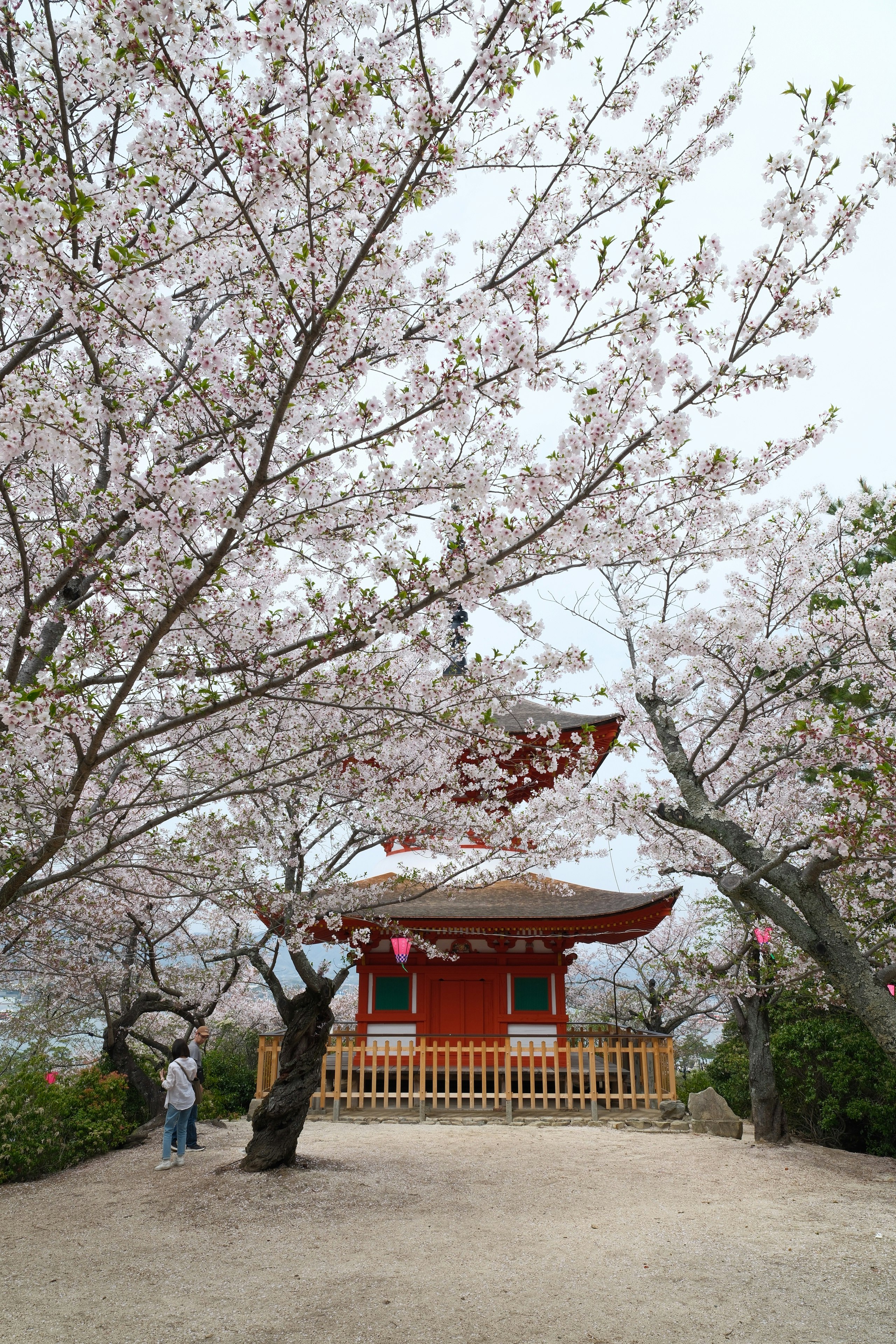 桜の並木の下にある厳島神社の社殿
