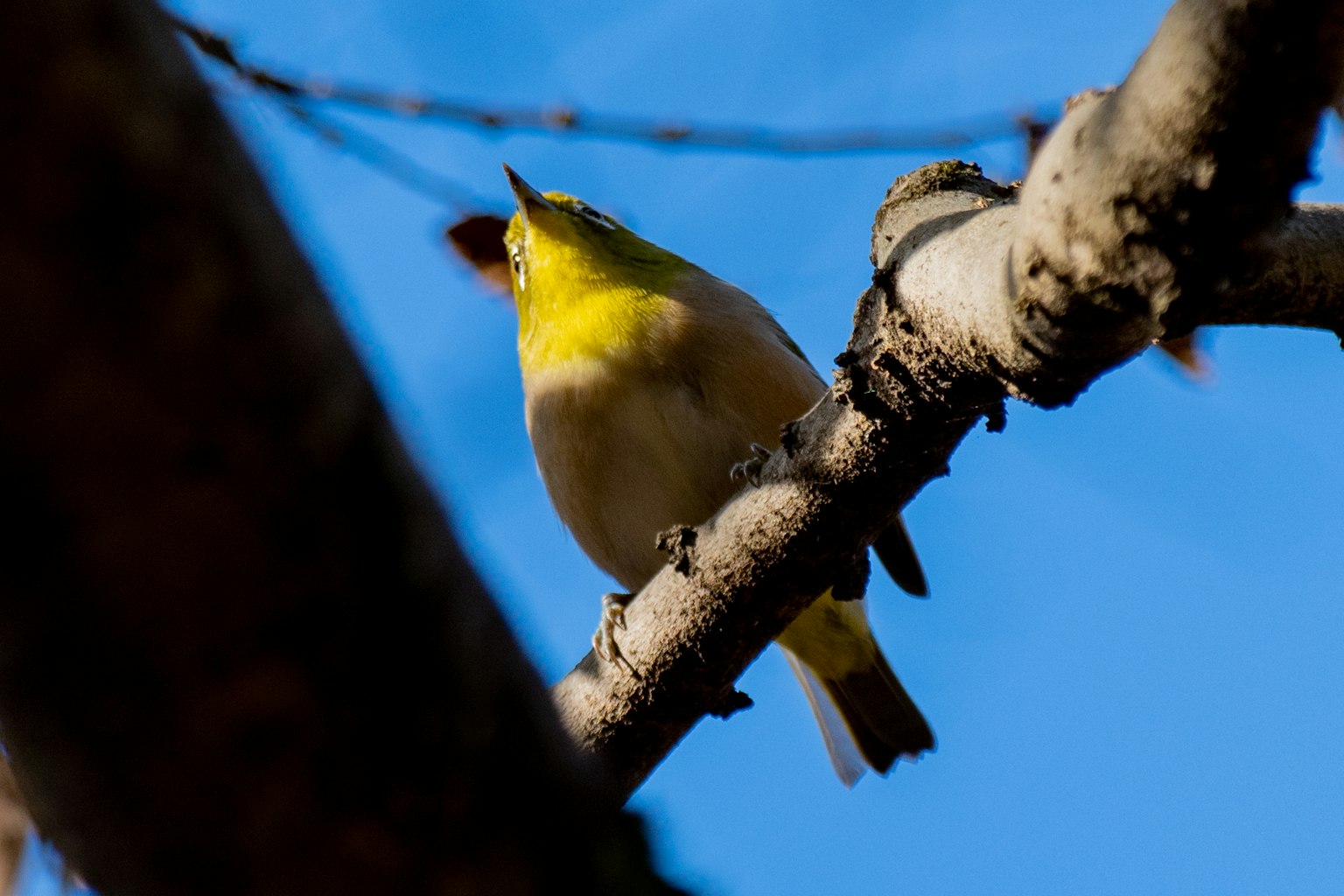 Gelbes Vogel auf einem Ast unter einem blauen Himmel