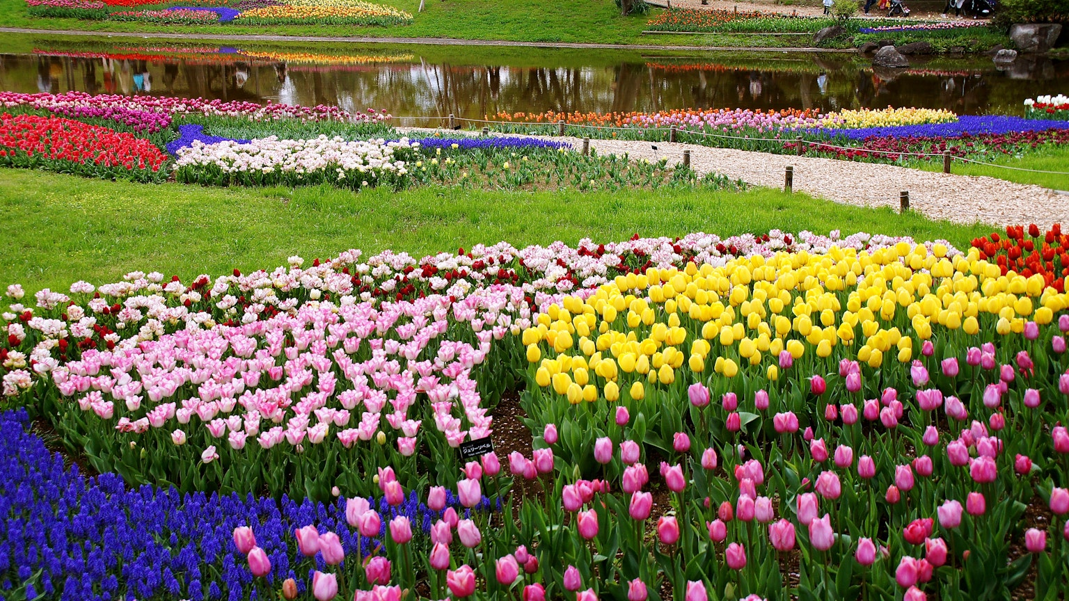 สวนทิวลิปที่มีสีสันสดใสและลวดลายต่างๆ