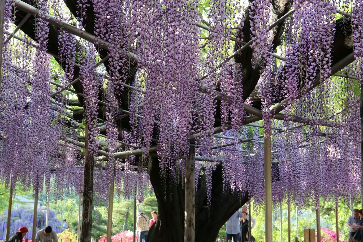 A view of a tree adorned with cascading purple wisteria flowers