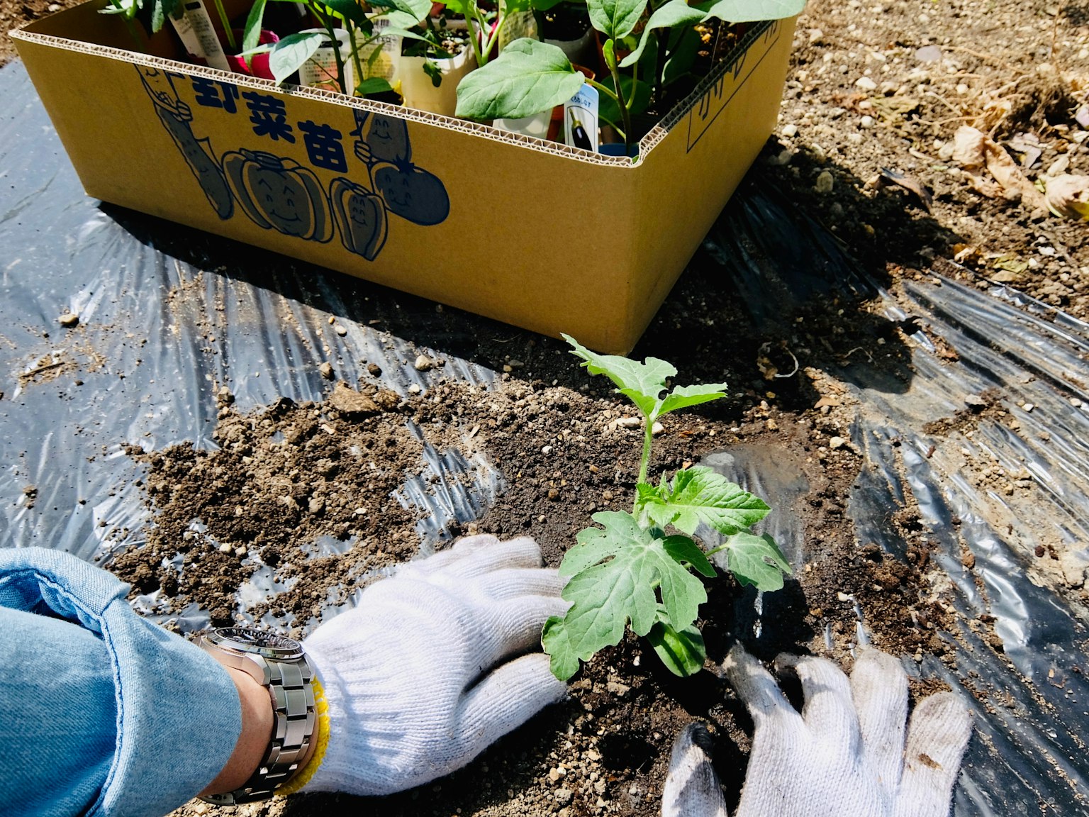 Mani guantate che piantano una piccola pianta nel terreno Foglio di plastica nera che circonda l'area di piantagione Contenitore colorato sullo sfondo