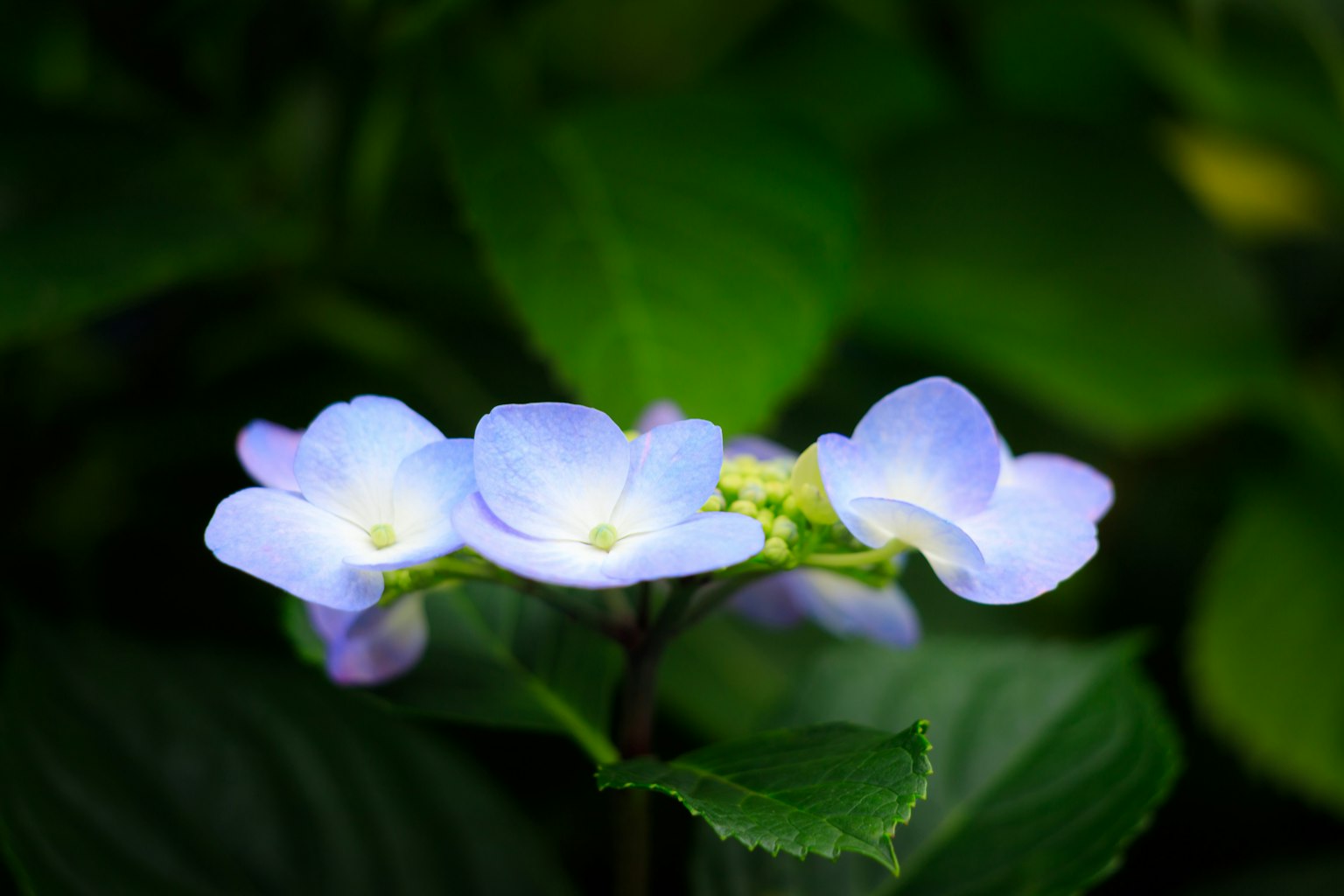 Fleurs violettes claires avec un fond de feuilles vertes