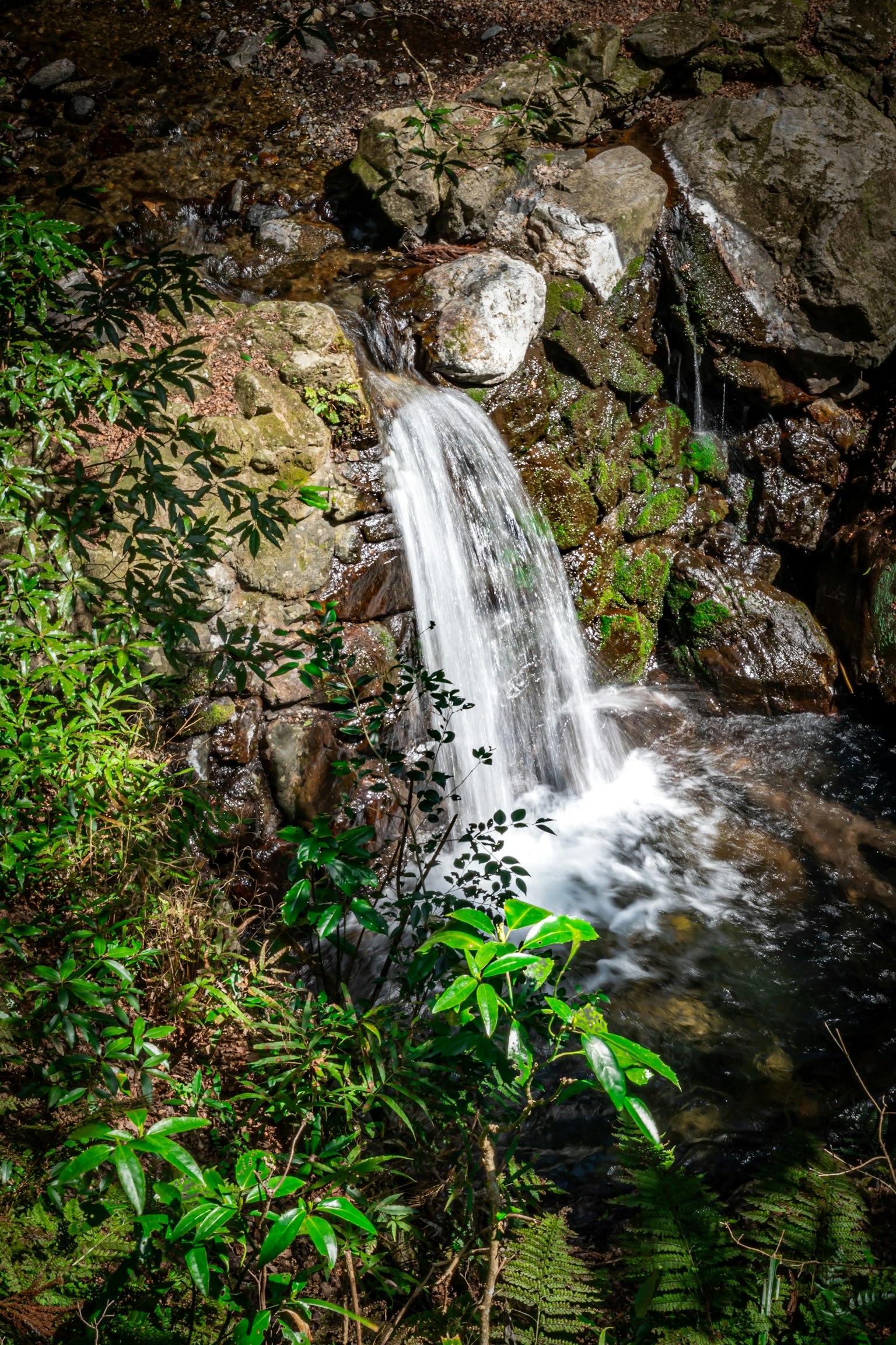 Una piccola cascata che scorre su rocce circondate da una vegetazione rigogliosa