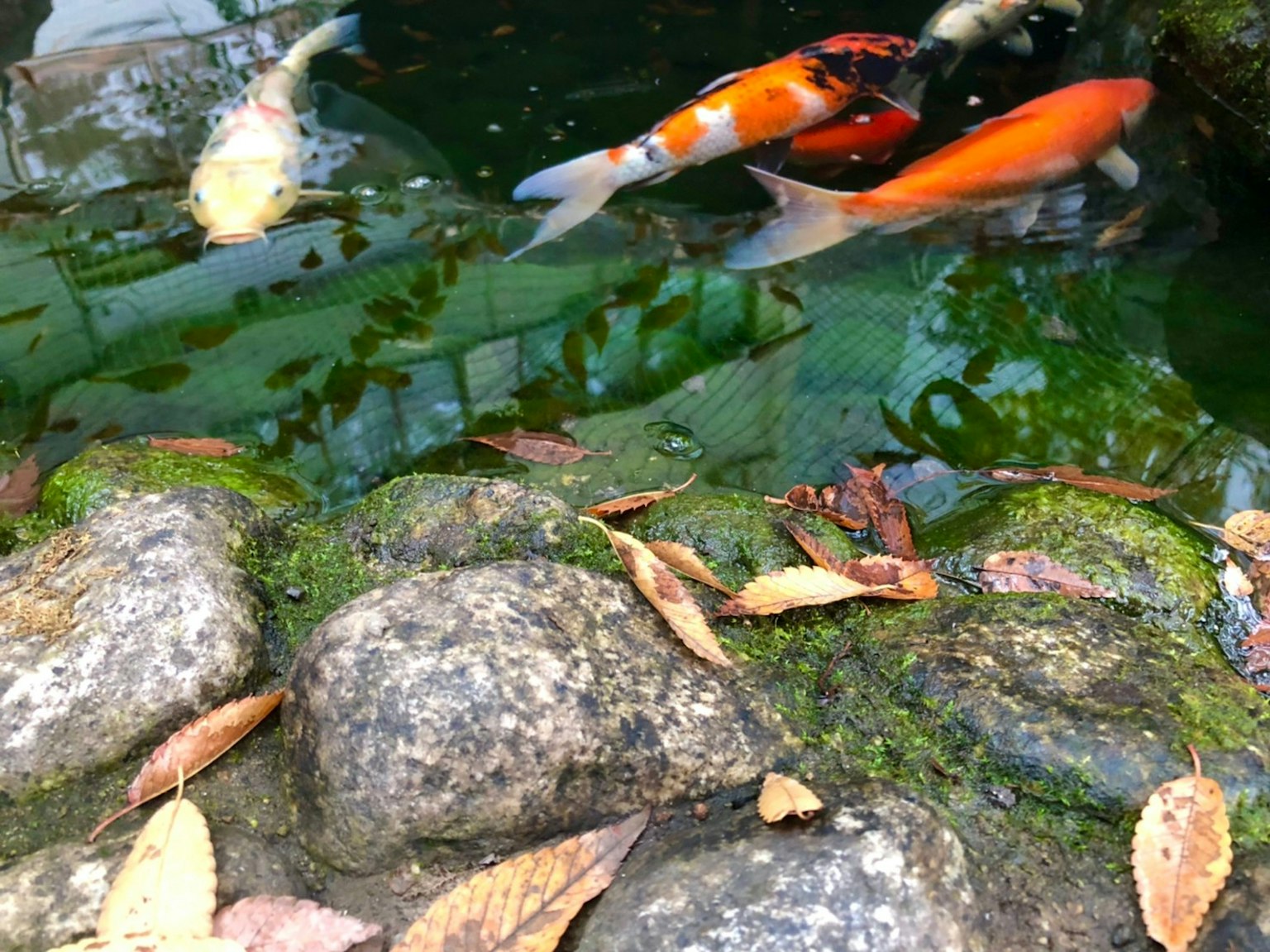 Ikan koi berenang di air hijau dekat tepi batu dengan daun yang berserakan