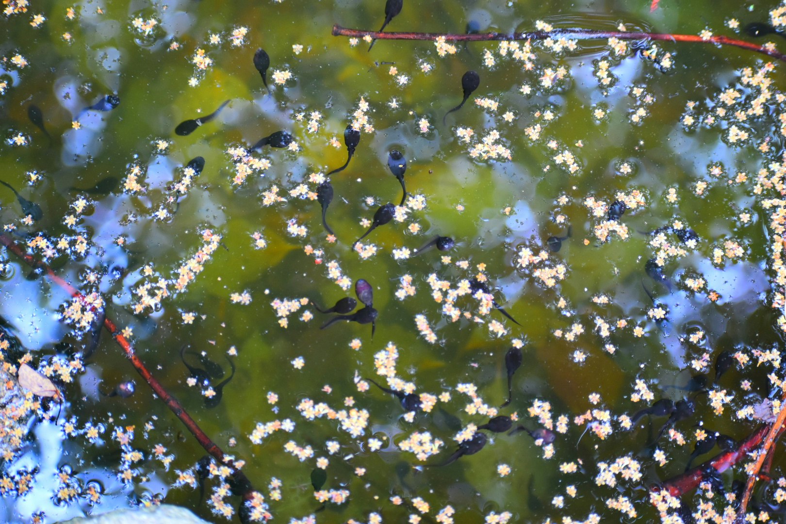 Tadpoles clustered on a pond surface