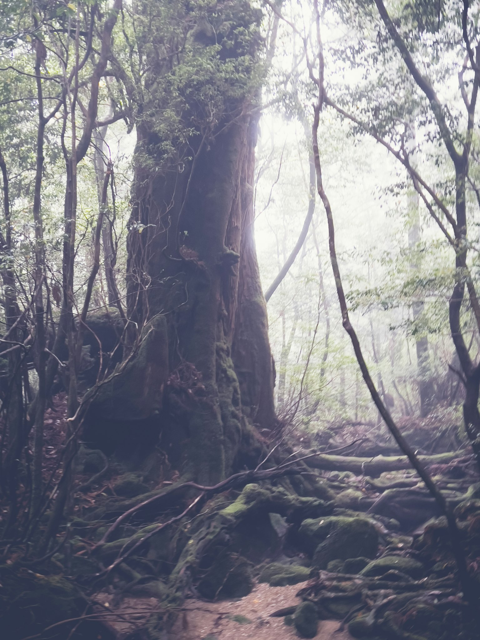 Grande albero circondato da nebbia e rami sottili