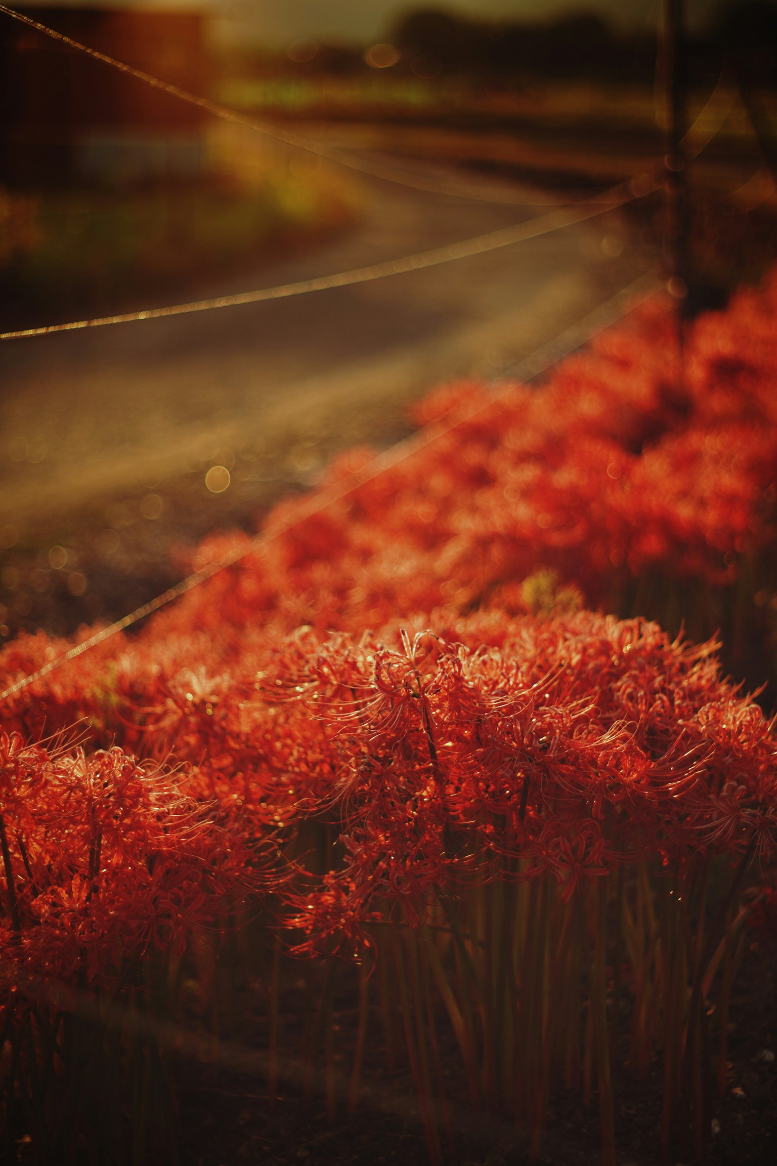 Escena de flores rojas iluminadas por el atardecer a lo largo de un camino sinuoso