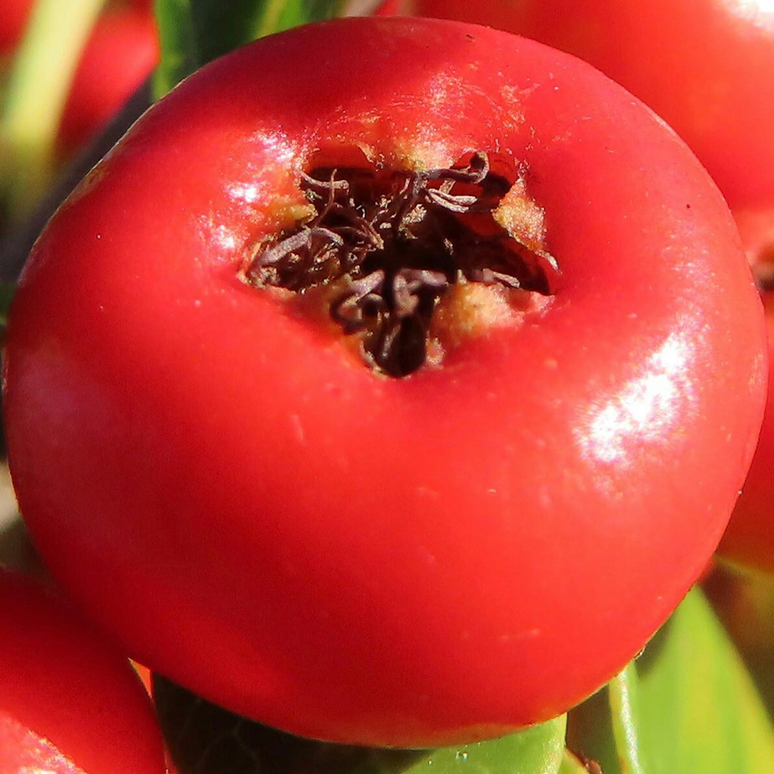 Close-up buah merah dengan biji terlihat di tengah