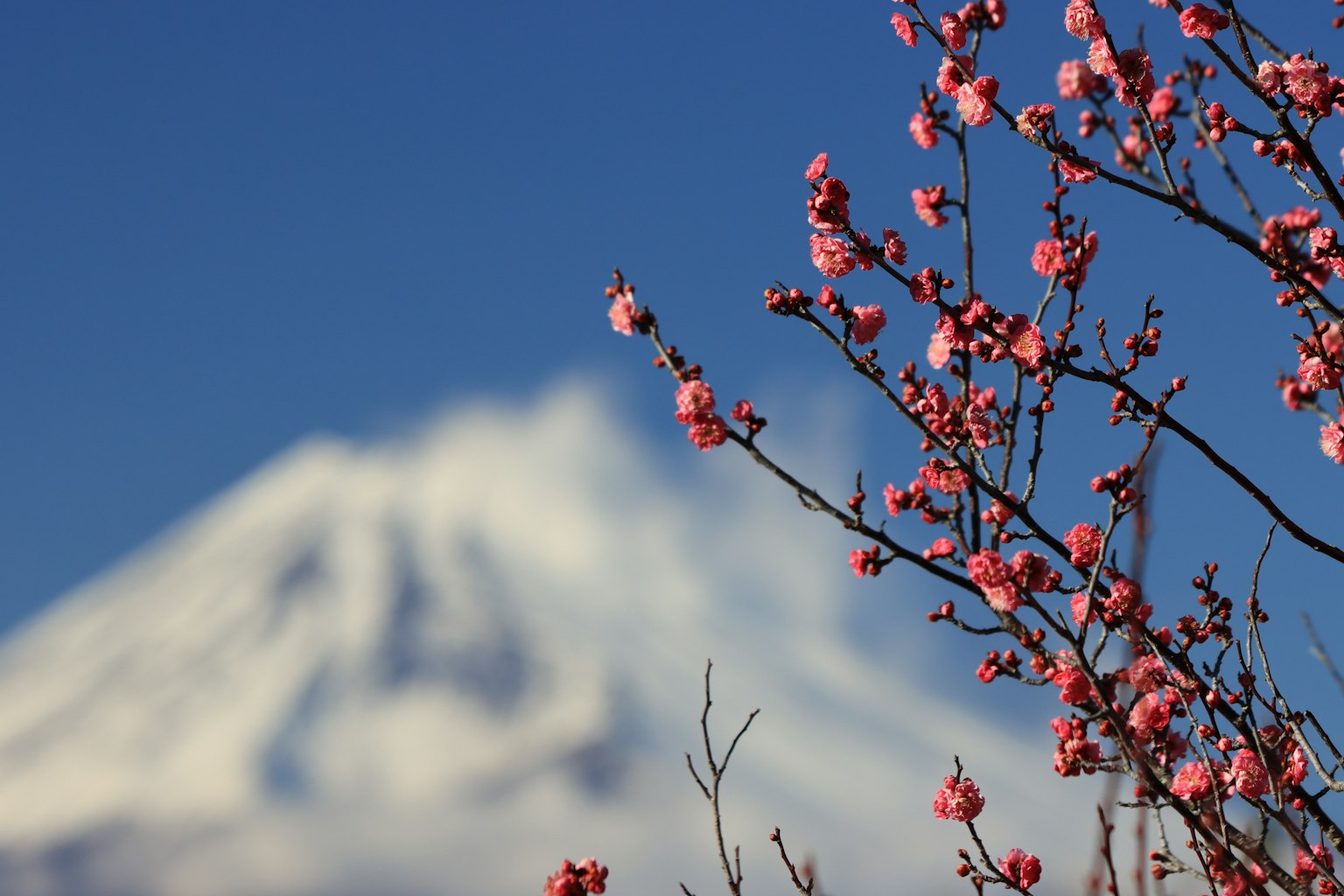 樱花与富士山背景