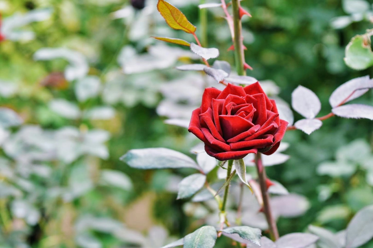 Une rose rouge vibrante entourée de feuilles vertes dans un jardin