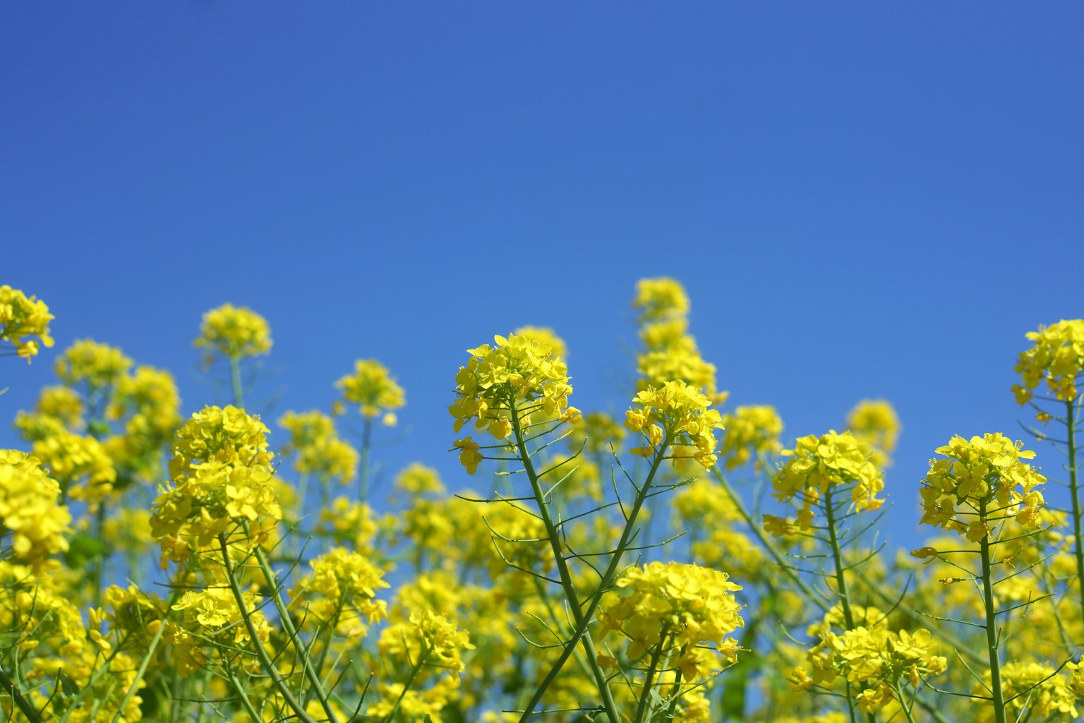 Feld mit gelben Rapsblumen unter einem blauen Himmel