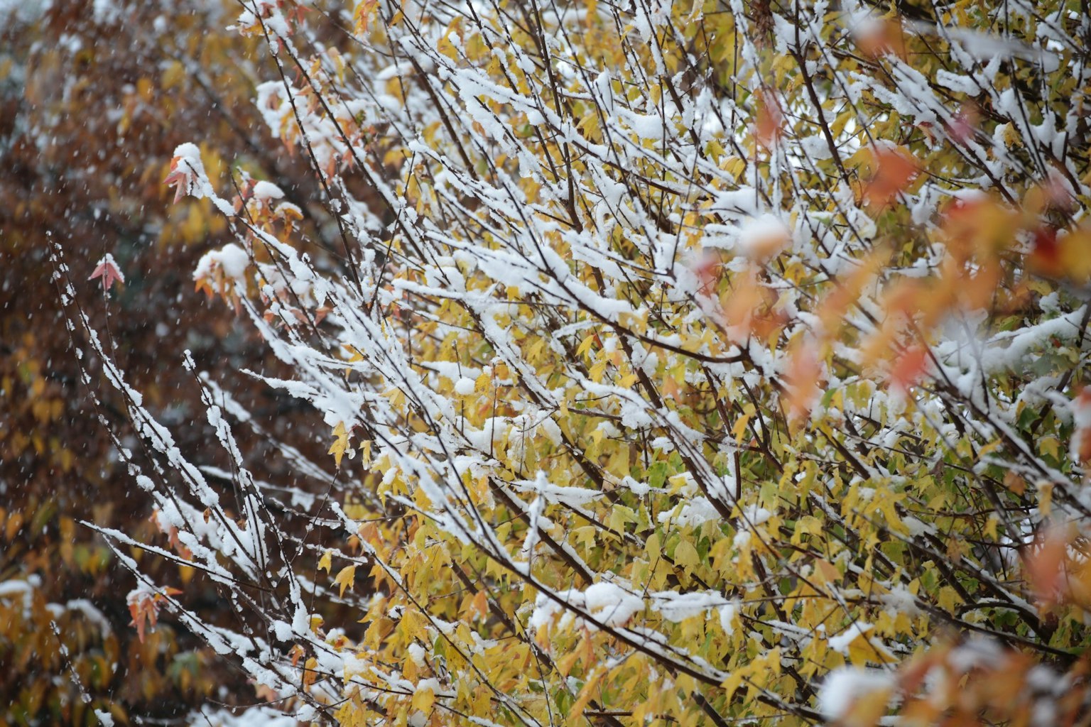 Acercamiento de árboles con hojas amarillas cubiertas de nieve