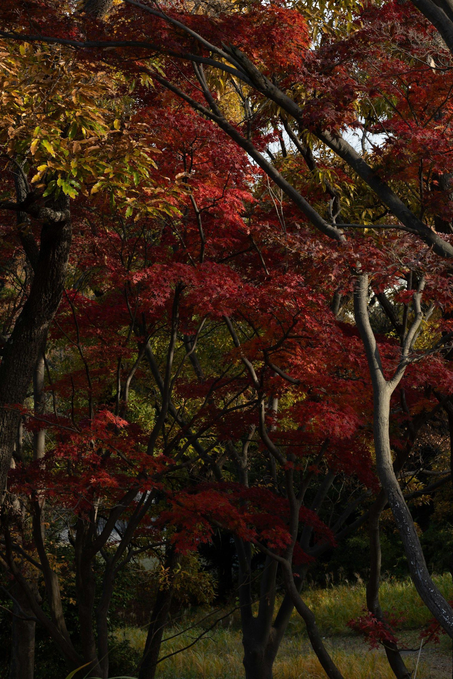Scenic view of autumn foliage with vibrant red and yellow leaves on trees