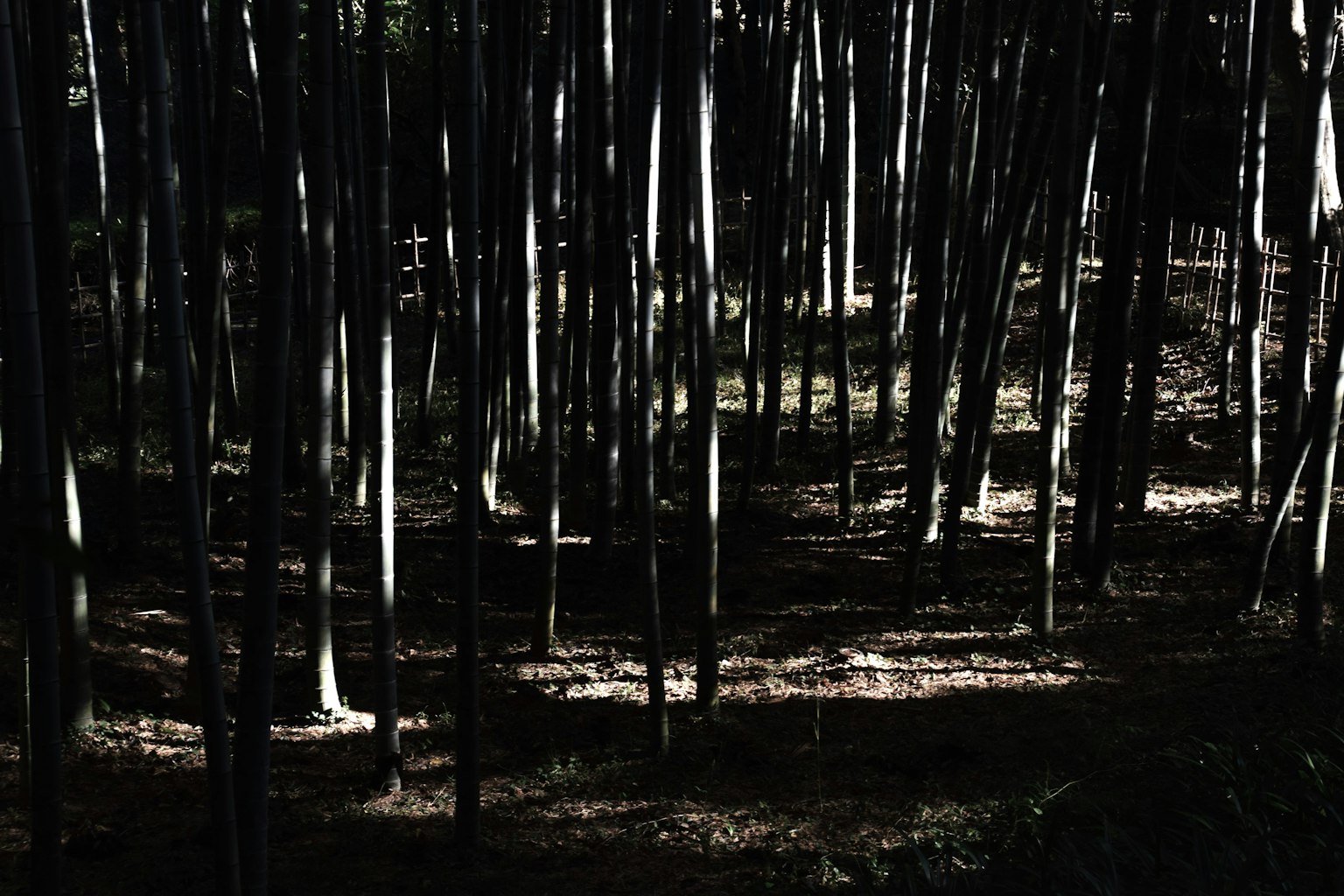 Una foresta fitta con alberi slanciati e ombre
