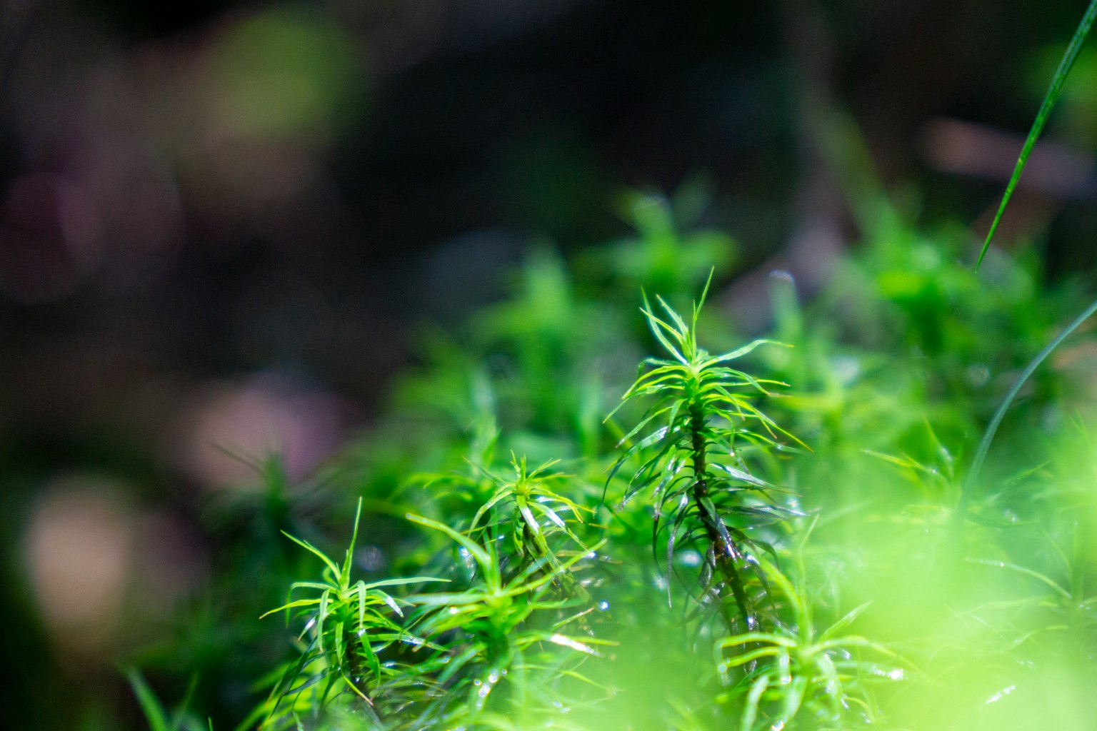 Close-up of vibrant green moss in a forest