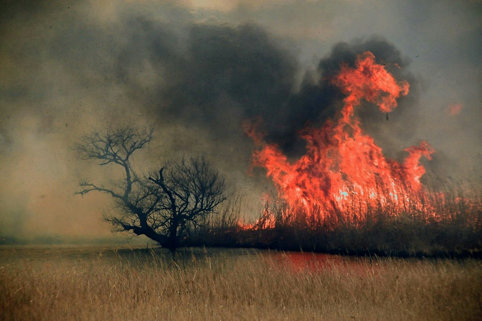 Pemandangan padang rumput terbakar dengan pohon hangus