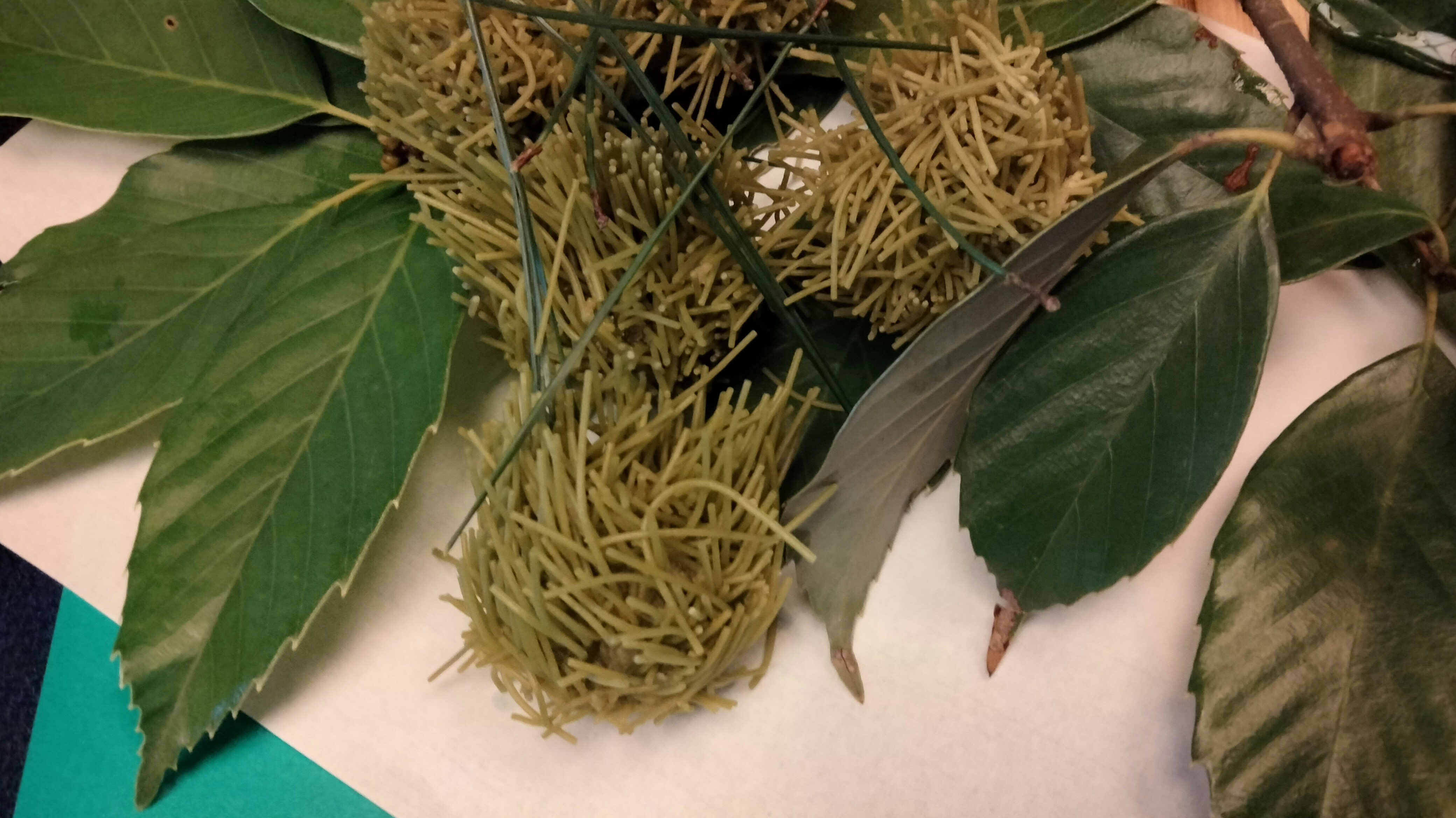 葉に包まれた細い針状の乾燥ハーブ