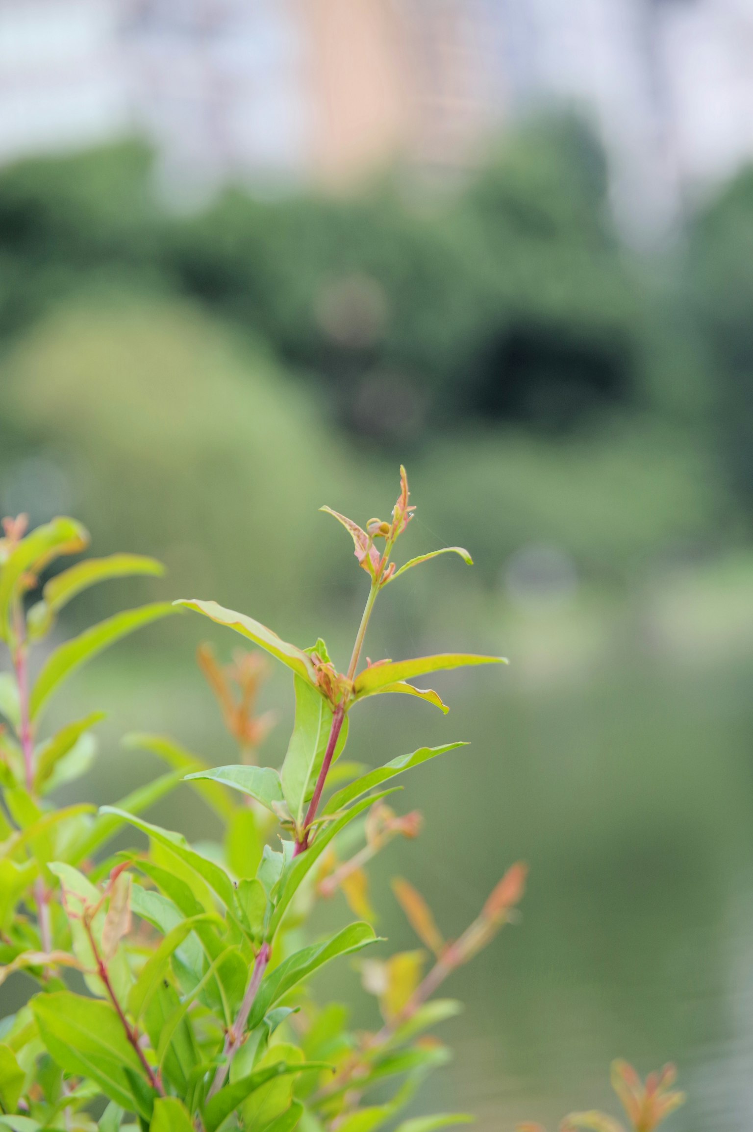 Pianta verde in primo piano con nuove foglie su uno sfondo sfocato