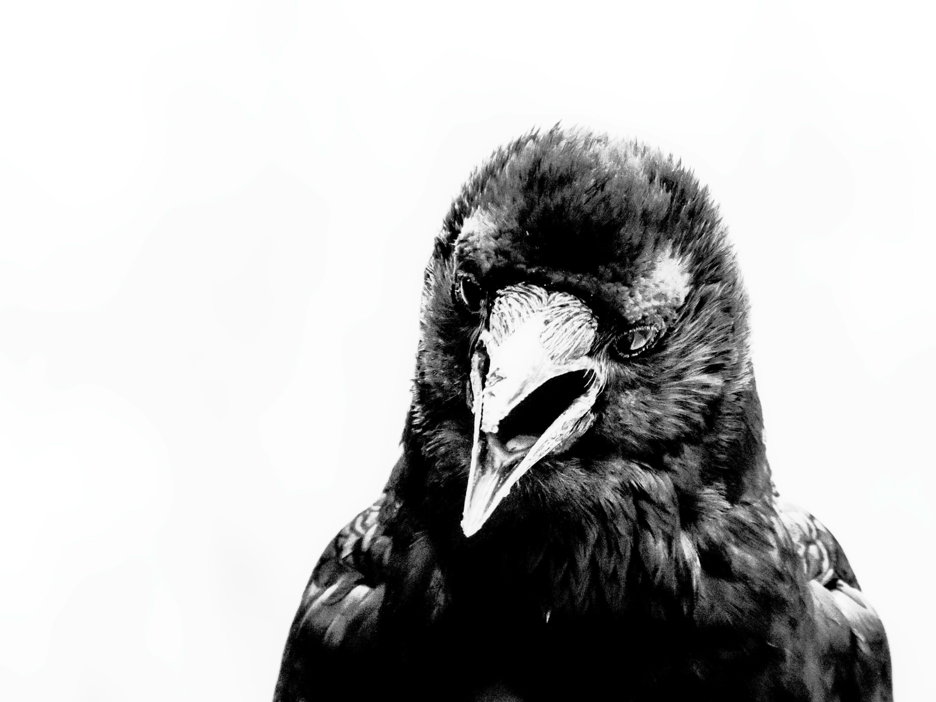 モノクロのカラスのクローズアップ