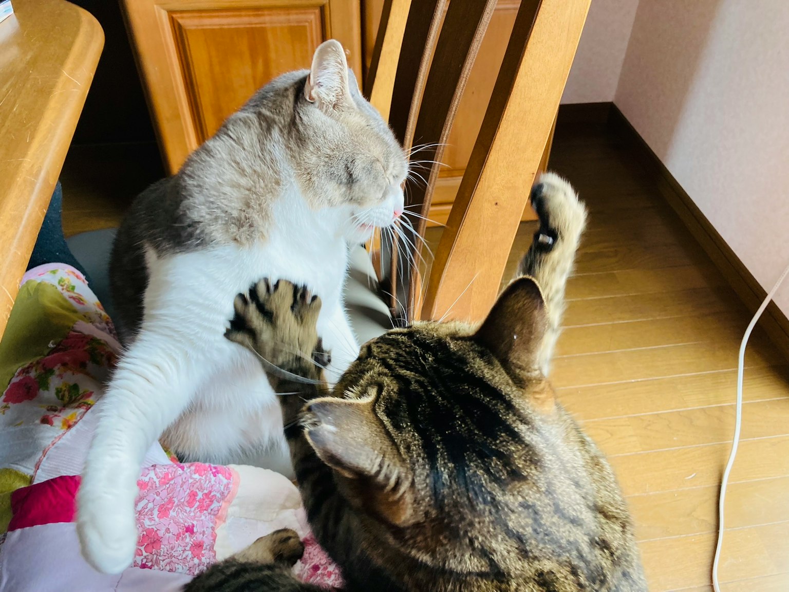 Due gatti che giocano insieme un gatto grigio e bianco e un gatto tigrato marrone attorno a sedie di legno