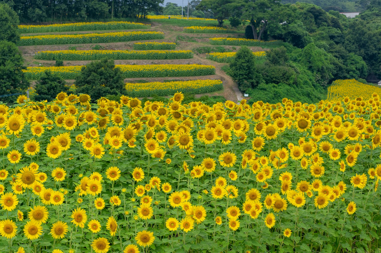 Weites Sonnenblumenfeld mit üppiger grüner Landschaft
