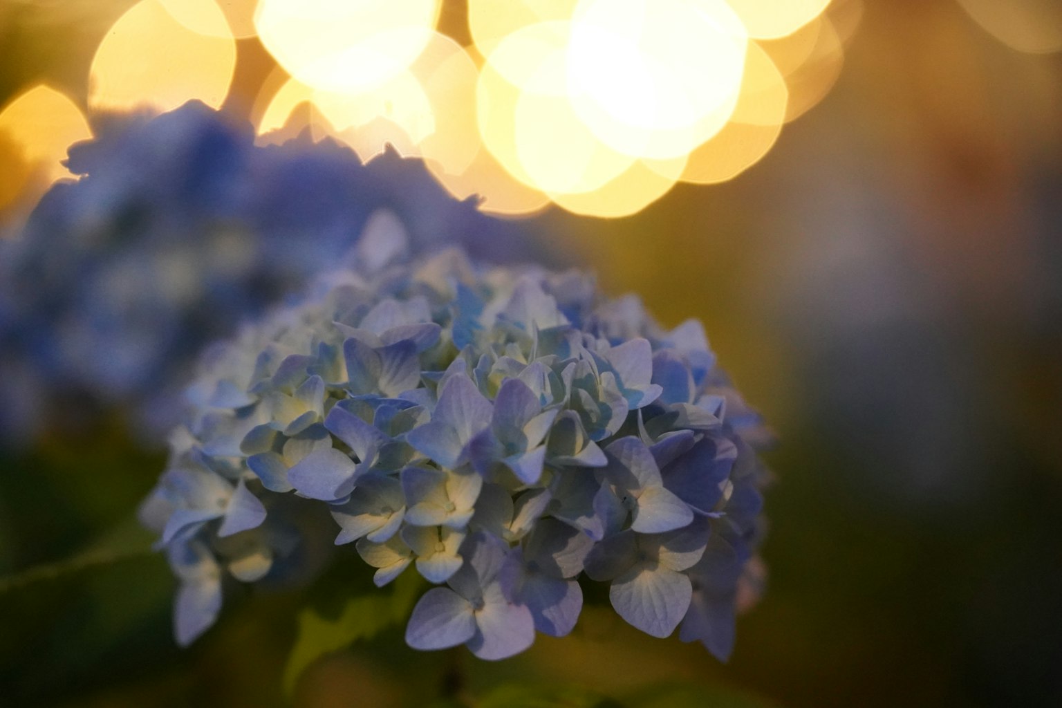 ภาพระยะใกล้ของดอกไฮเดรนเยียสีน้ำเงินกับพื้นหลังที่เบลอและสว่าง