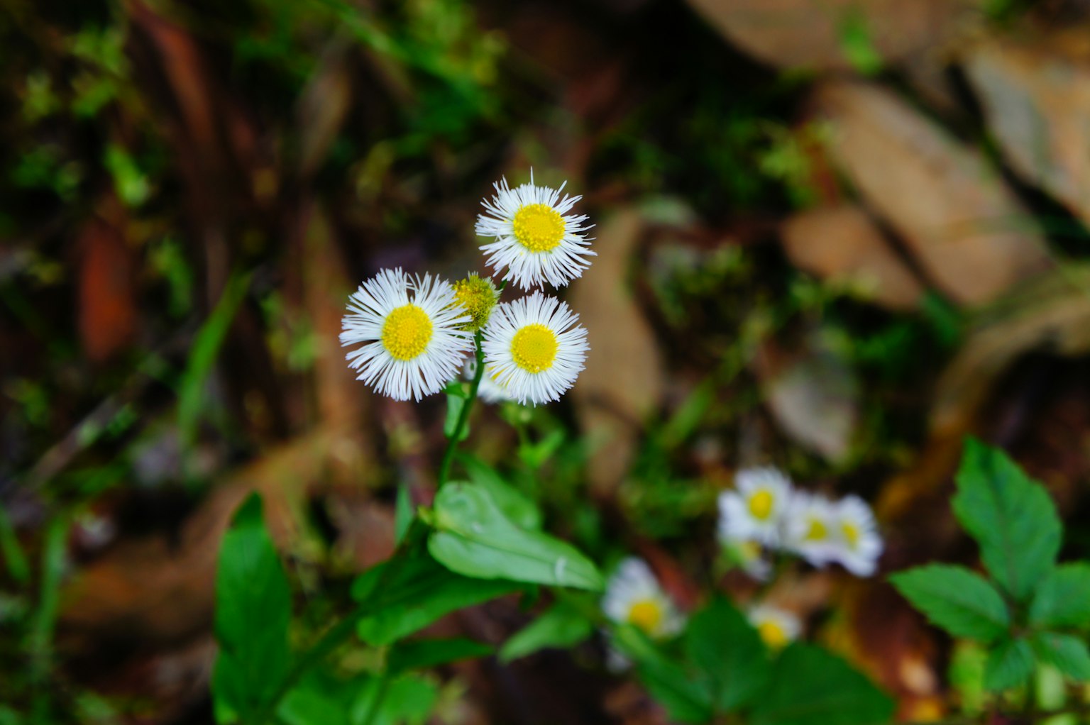 Petites fleurs blanches avec des centres jaunes fleurissant parmi des feuilles vertes