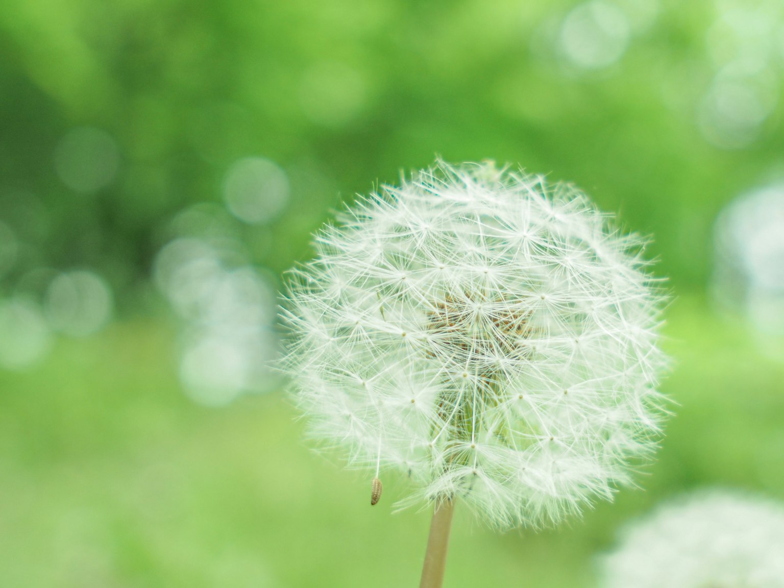 Un diente de león blanco contra un fondo verde borroso