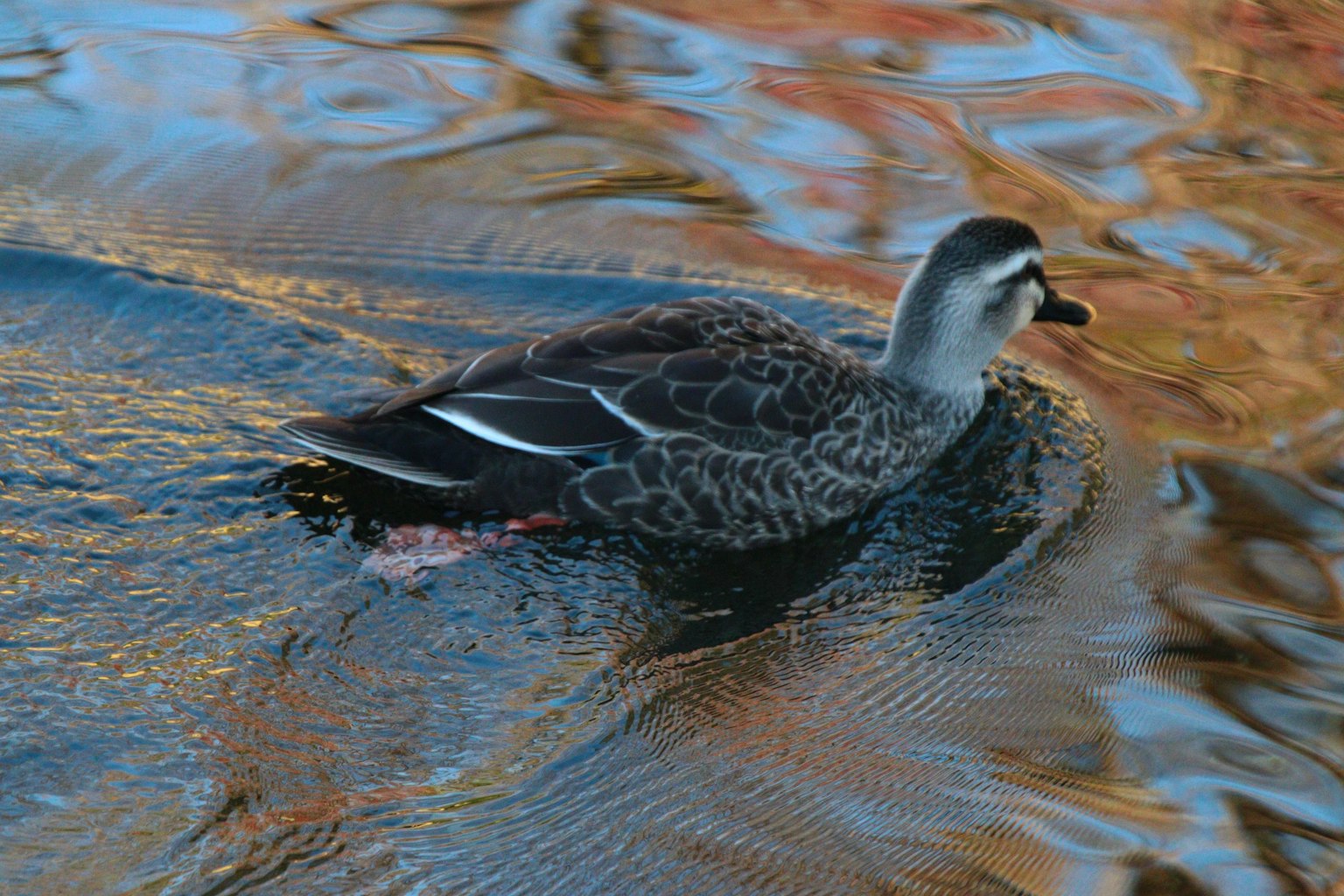 Eine Seitenansicht einer Ente, die auf der Wasseroberfläche schwimmt