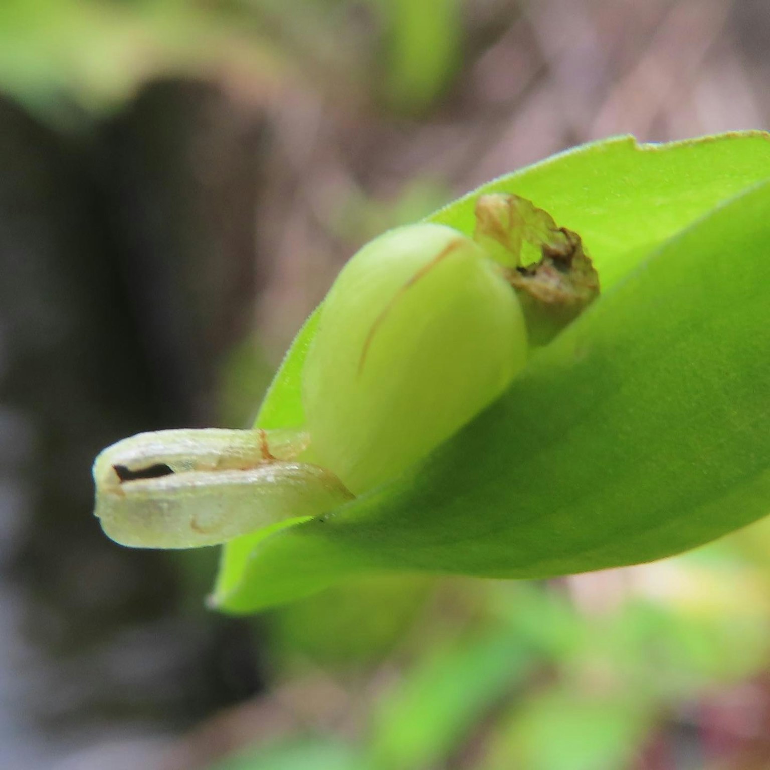 Gros plan d'une petite partie de fleur près de feuilles vertes