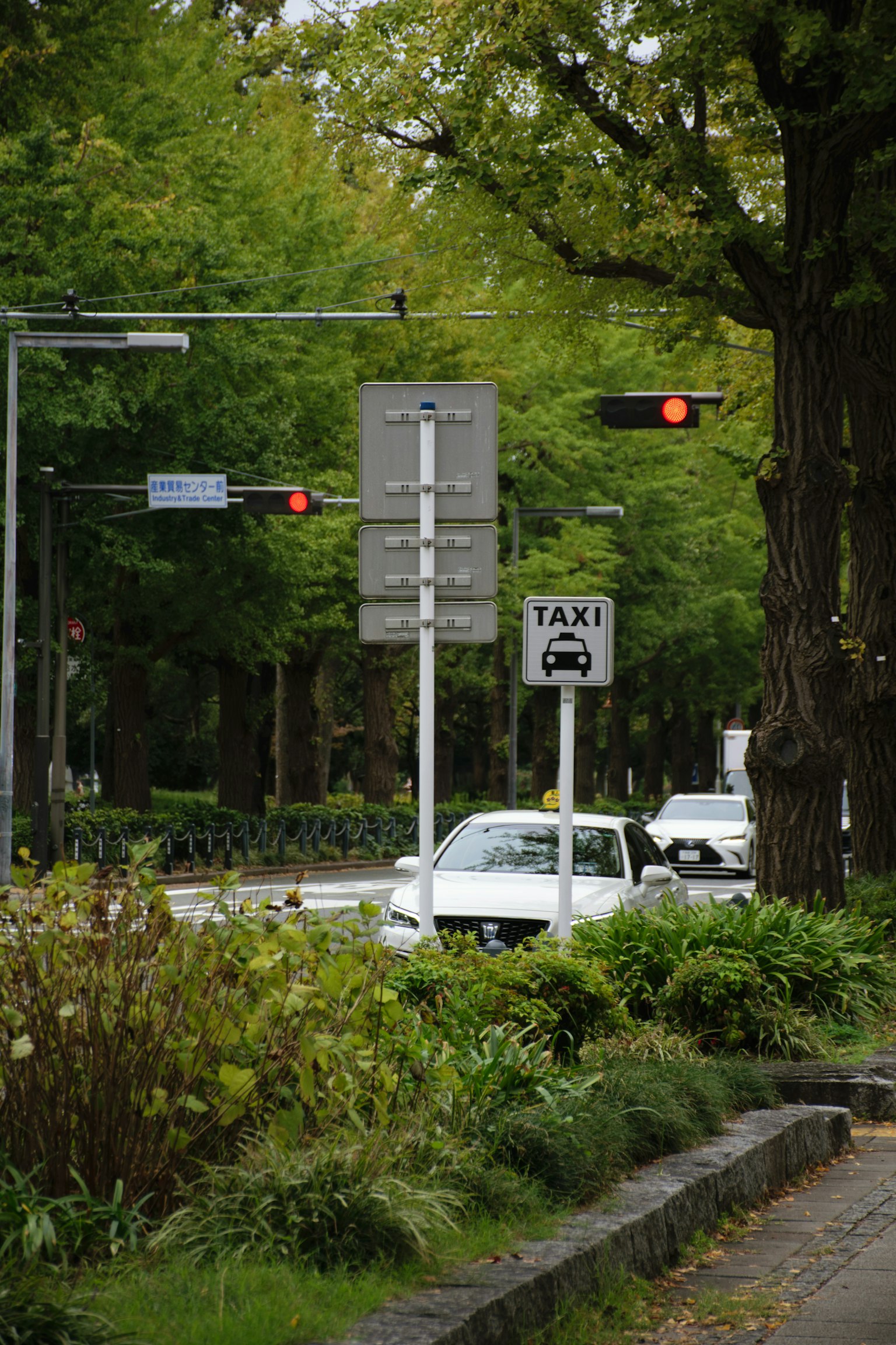 Street view surrounded by green trees featuring a taxi sign and red traffic light