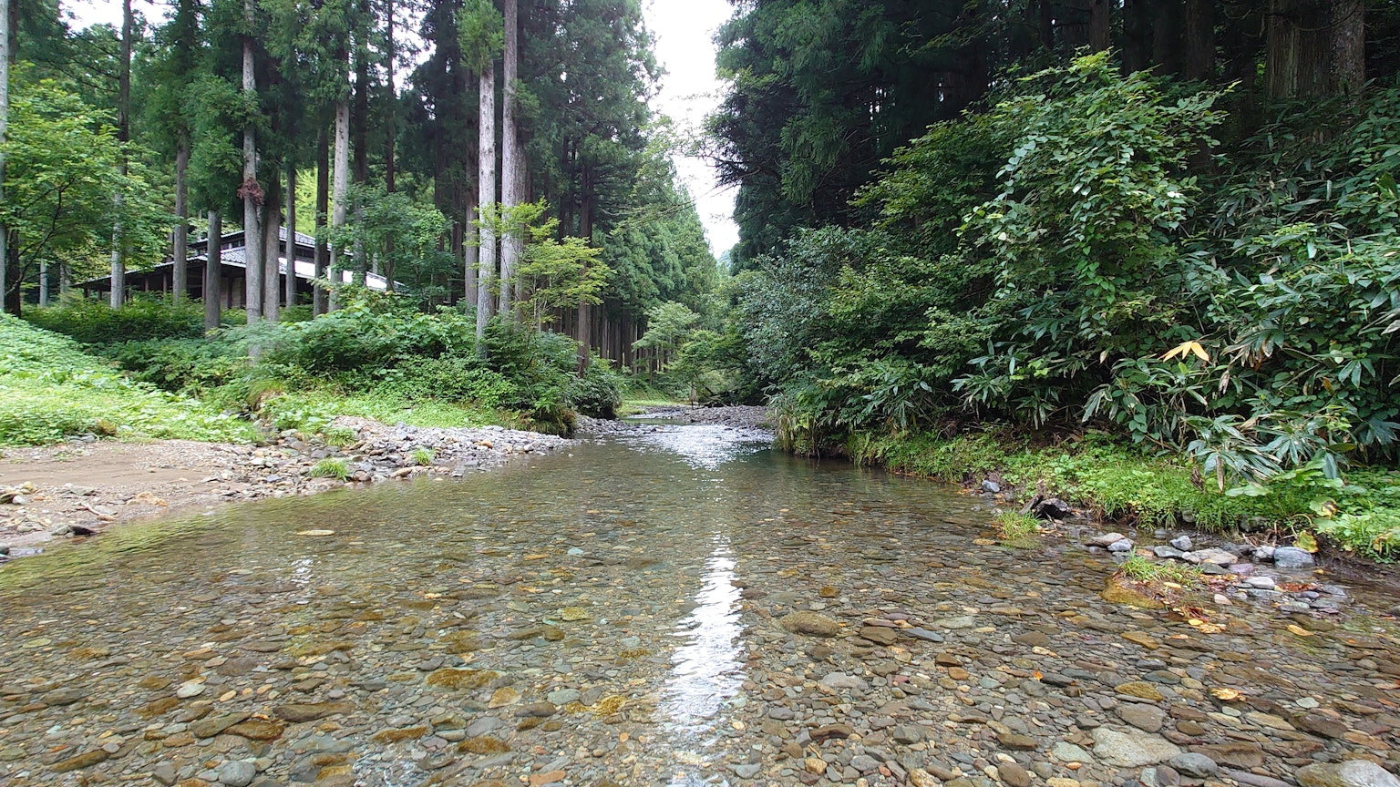 Ruhiger Fluss, der durch üppiges Grün und hohe Bäume fließt