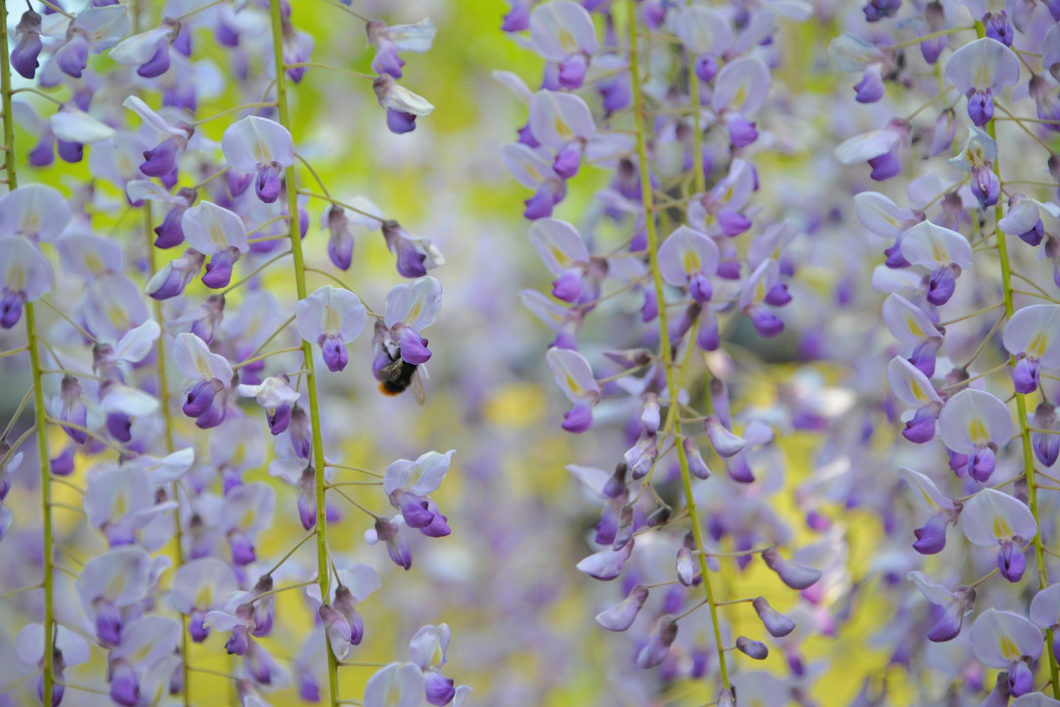 Wunderschöne Szene mit herabhängenden lila Blumen
