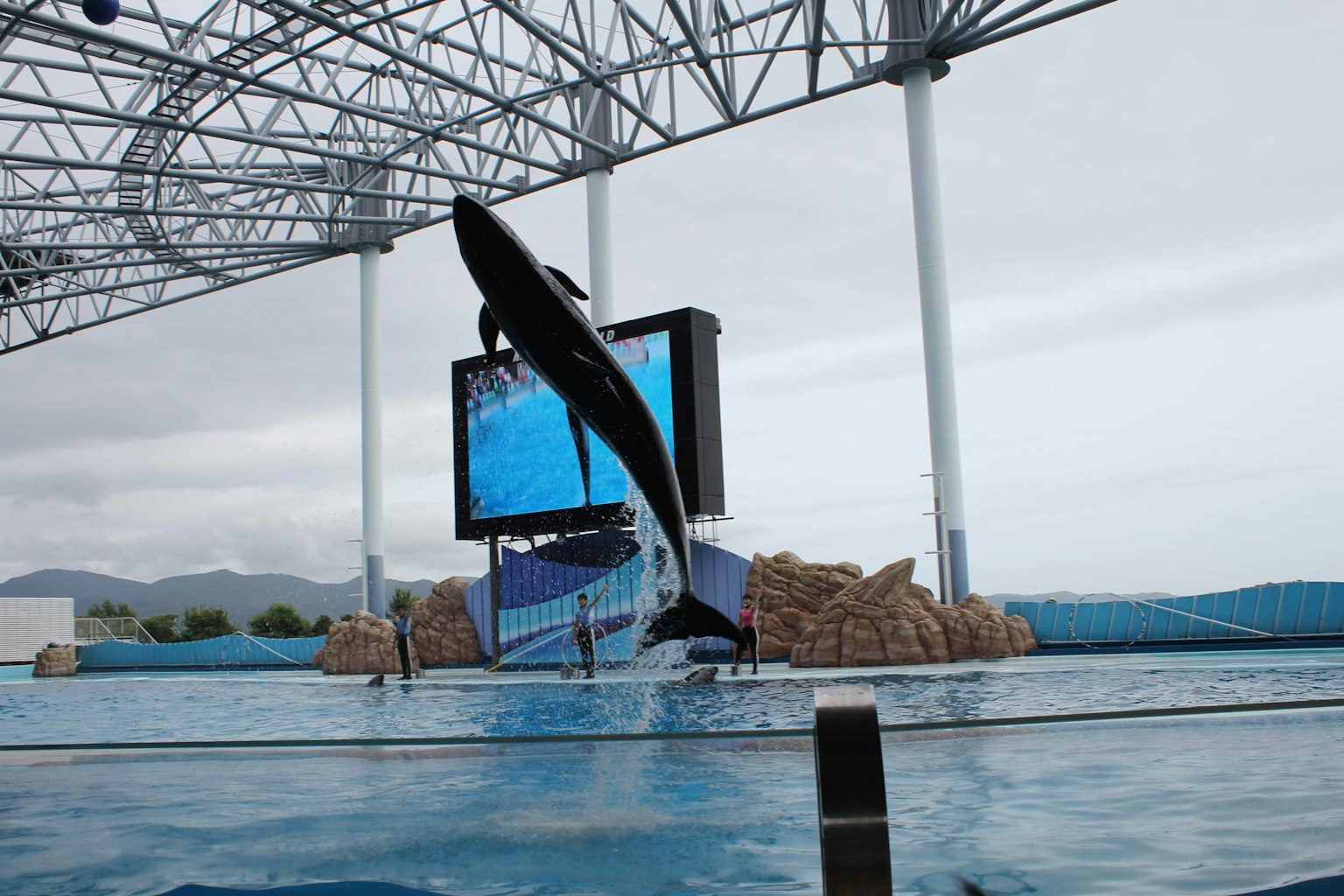 Delfin springt in einer Aquarienvorstellung