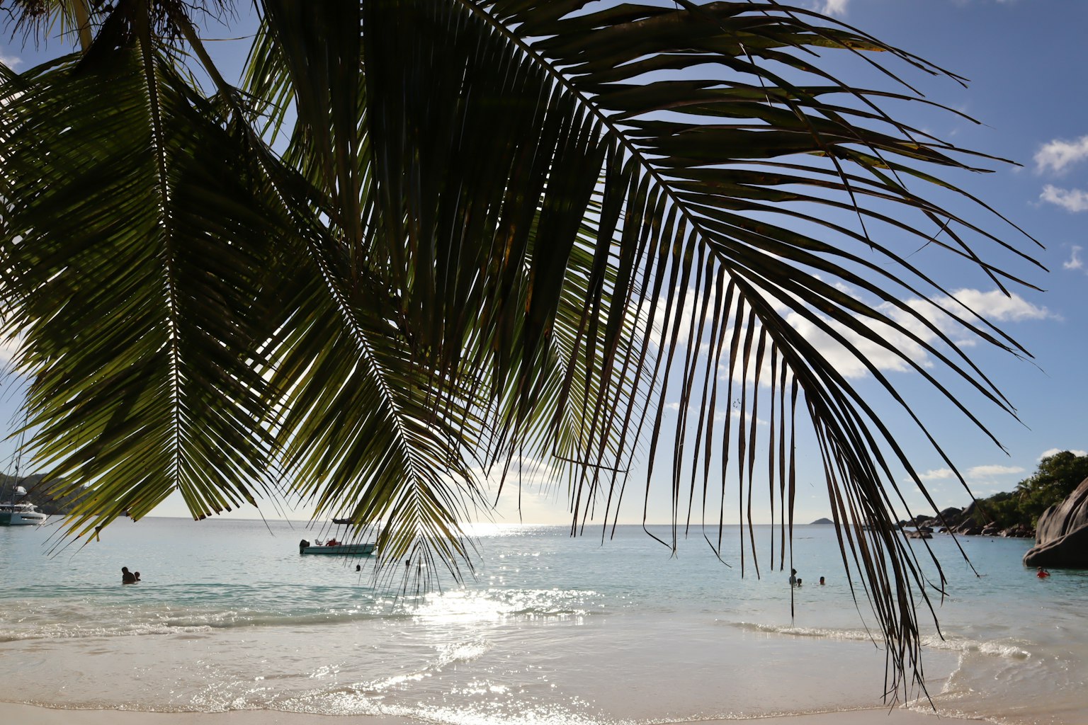 Une belle scène de plage avec des feuilles de palmier