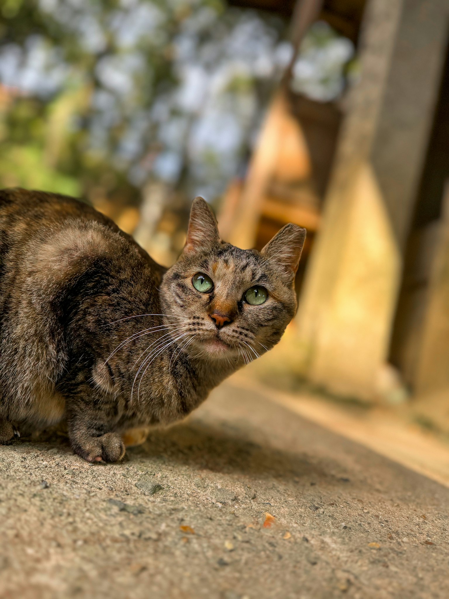Un gato sentado en el suelo en un entorno natural