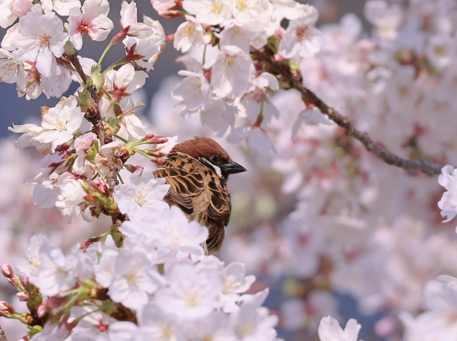 Un pájaro entre las flores de cerezo