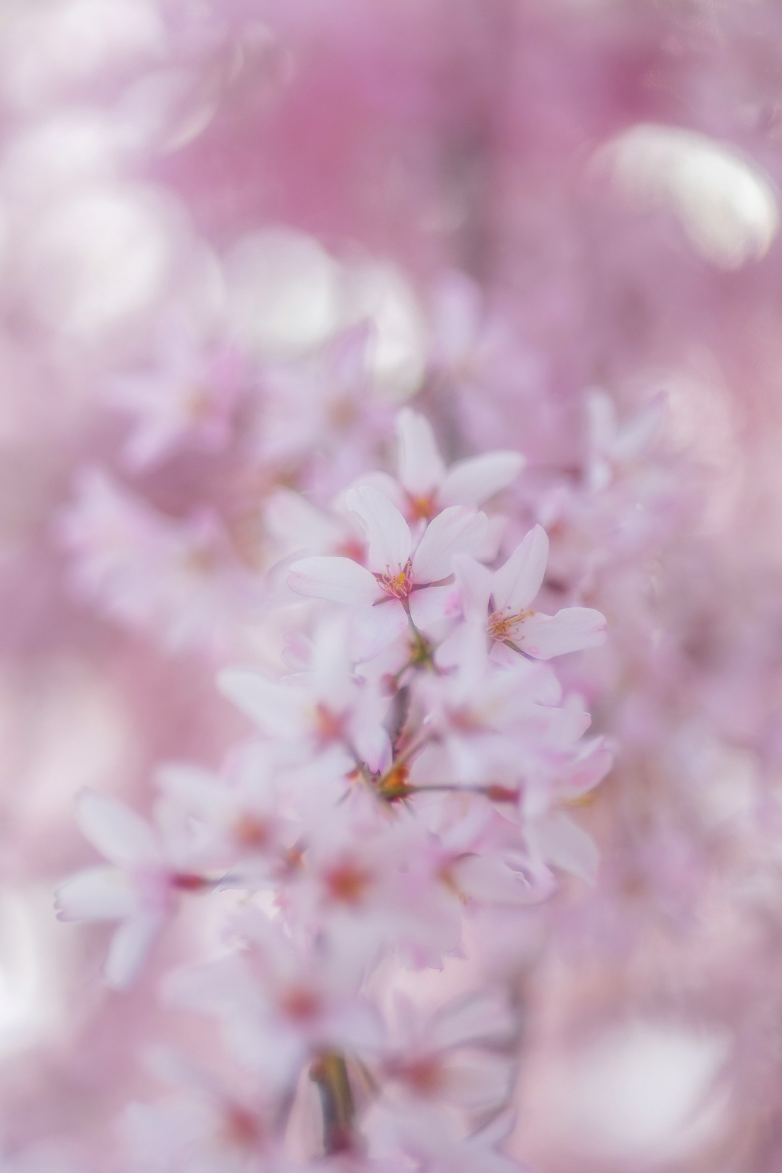 Nahaufnahme von blassen rosa Blumen an einem Baum