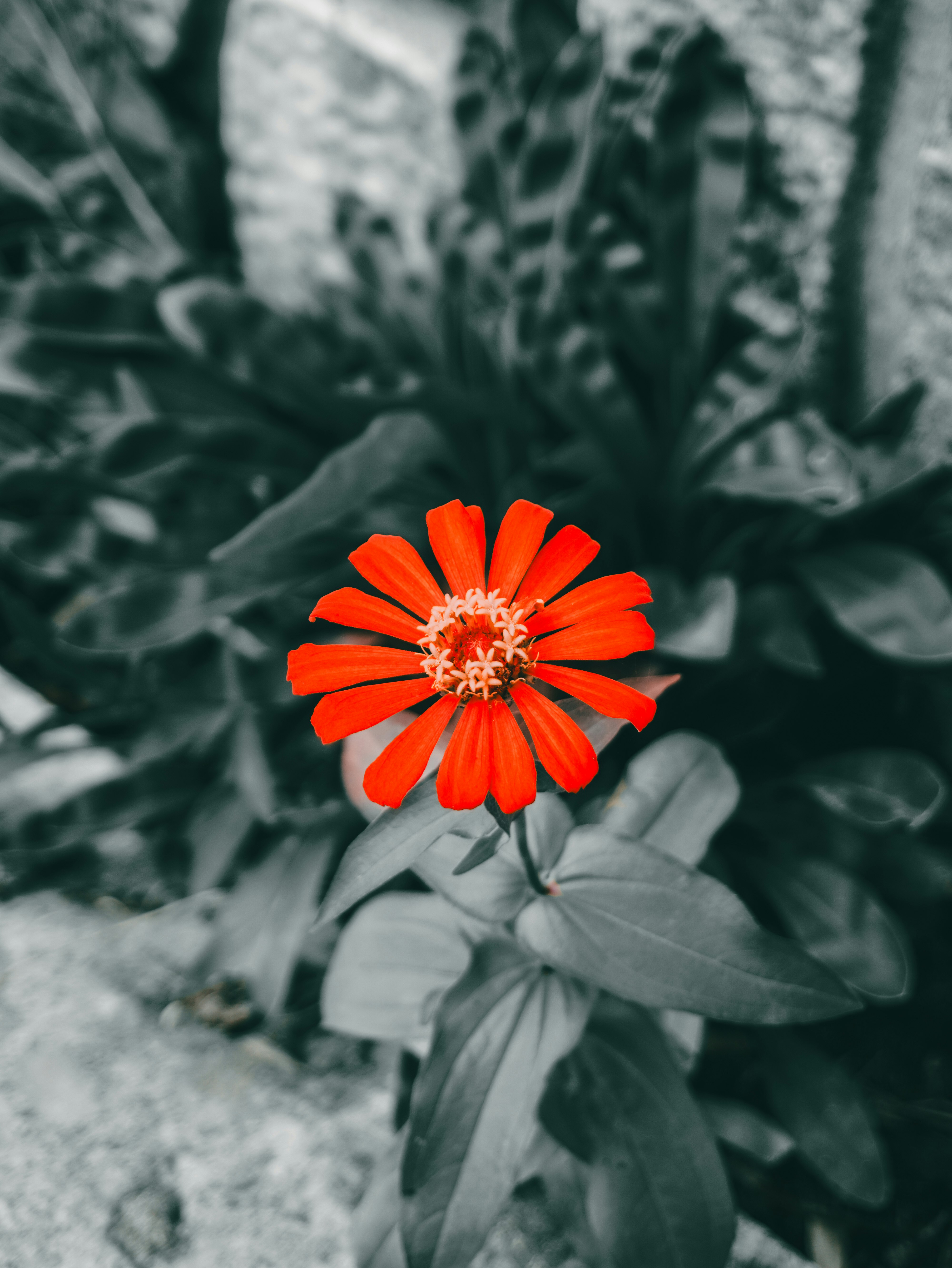 濃い緑の葉に囲まれたオレンジの花のクローズアップ