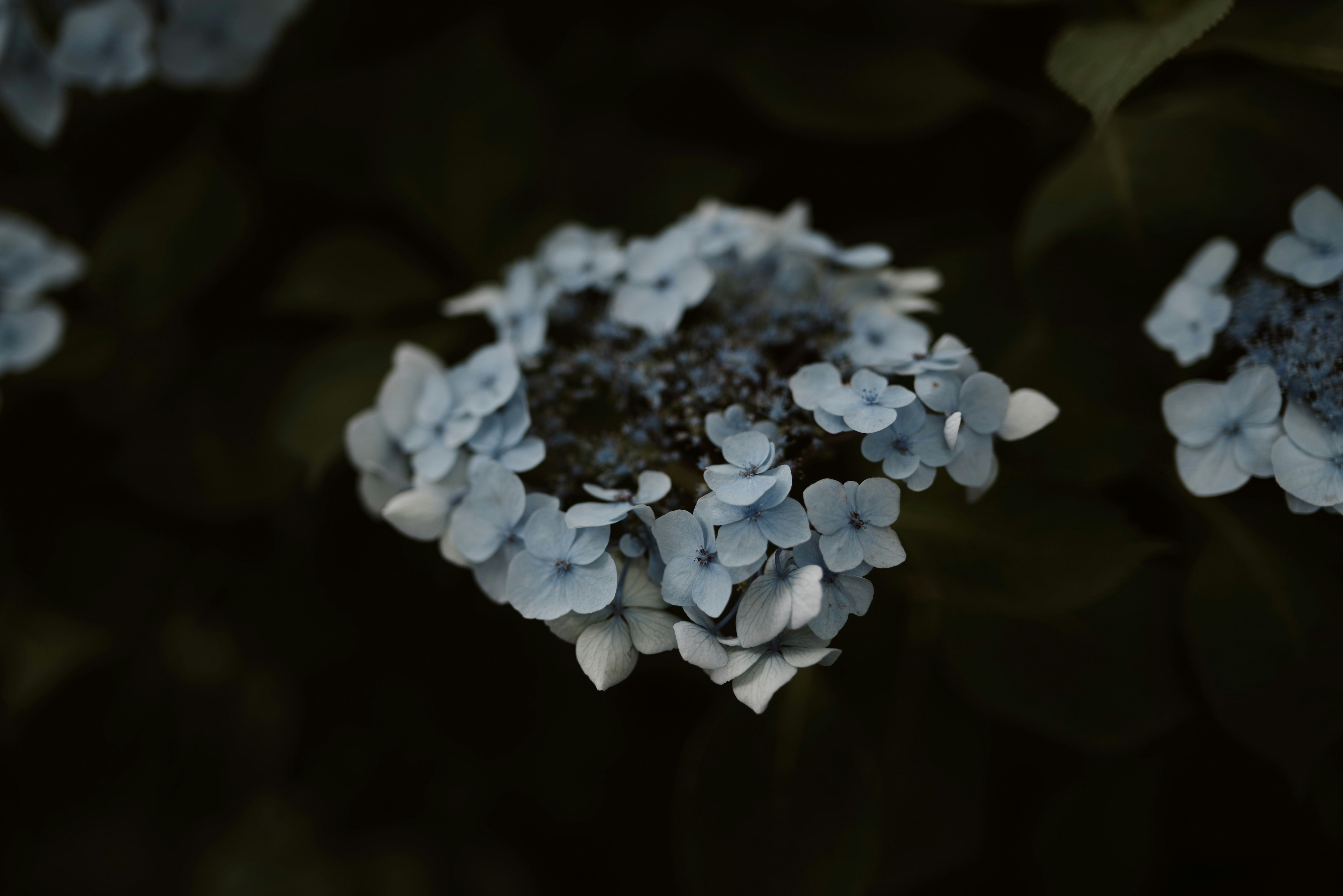 うすい水色の額紫陽花のクローズアップ