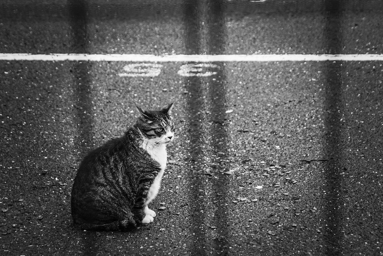 A cat sitting on a road with a white line in black and white