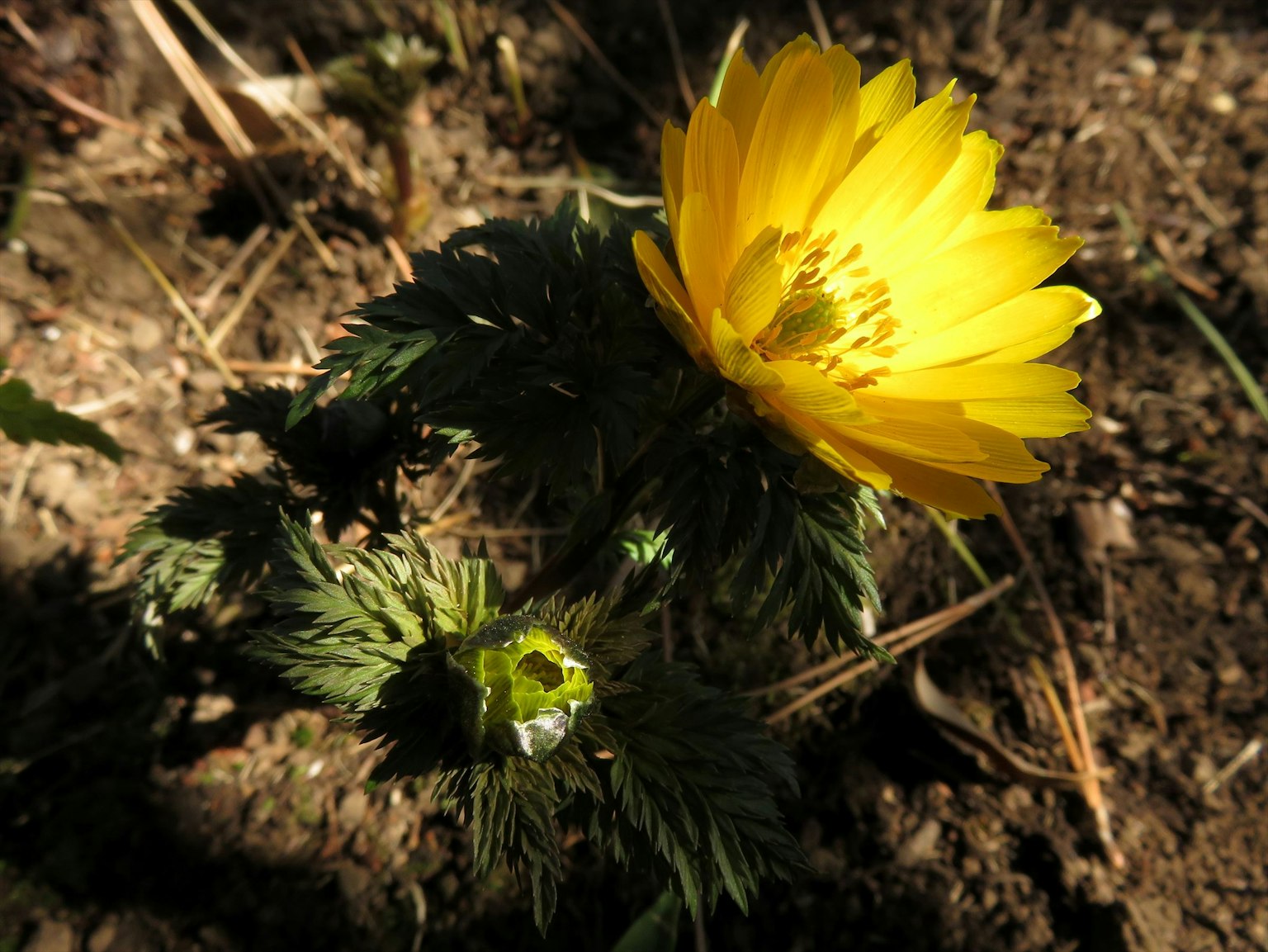Gros plan d'une plante avec une fleur jaune vif et des feuilles vertes