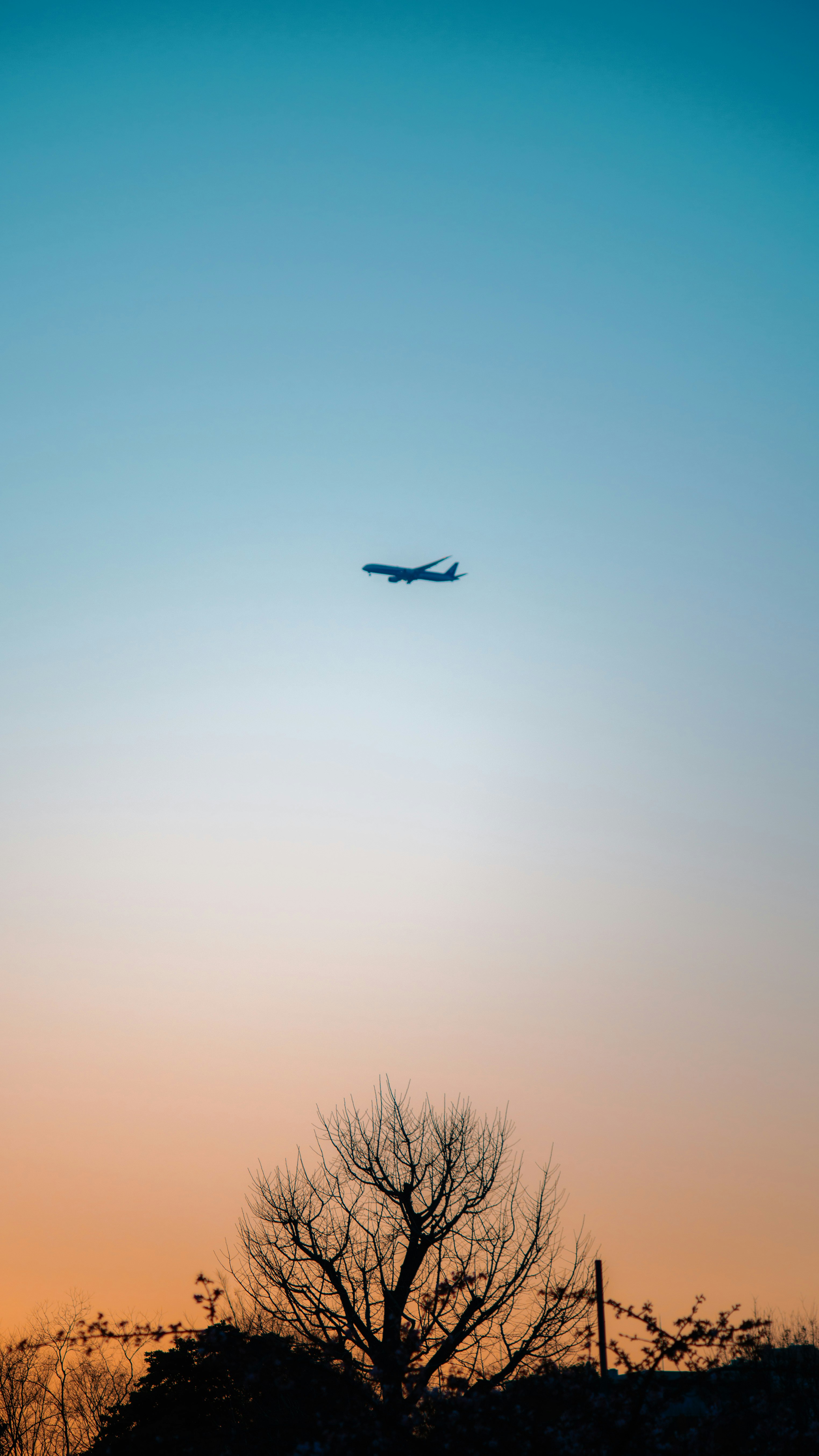 夕焼けの空を背景に飛行機が飛んでいるシルエットと木のシルエット