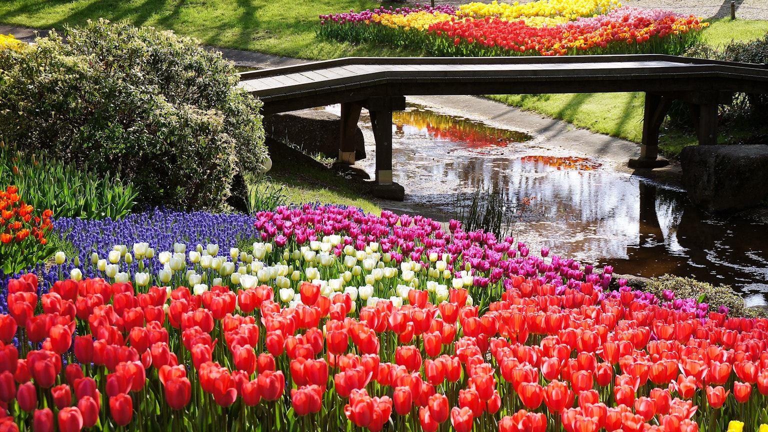 Lebhafte Gartenszene mit blühenden Tulpen und einer Holzbrücke über einem Bach