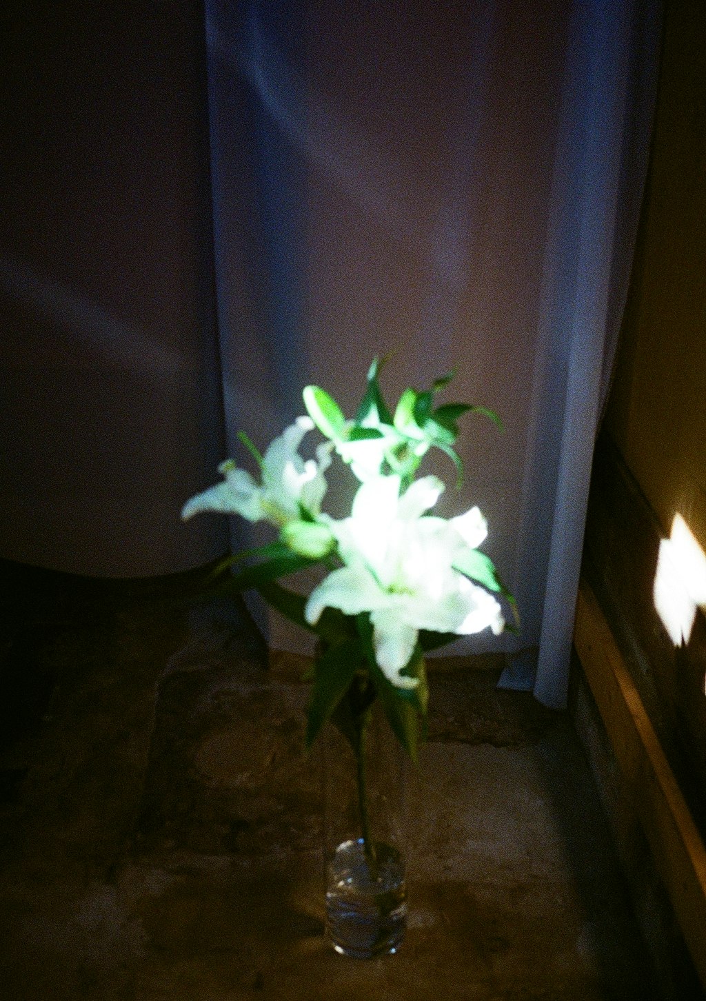 暗い室内で花瓶に生けられた白い花