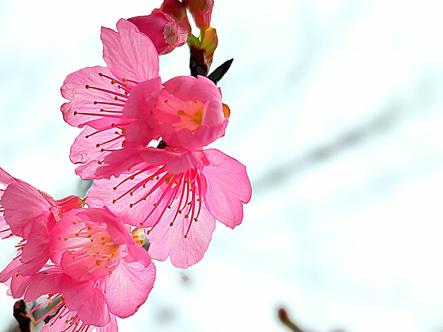 Gambar indah bunga sakura merah muda pucat di latar belakang langit biru